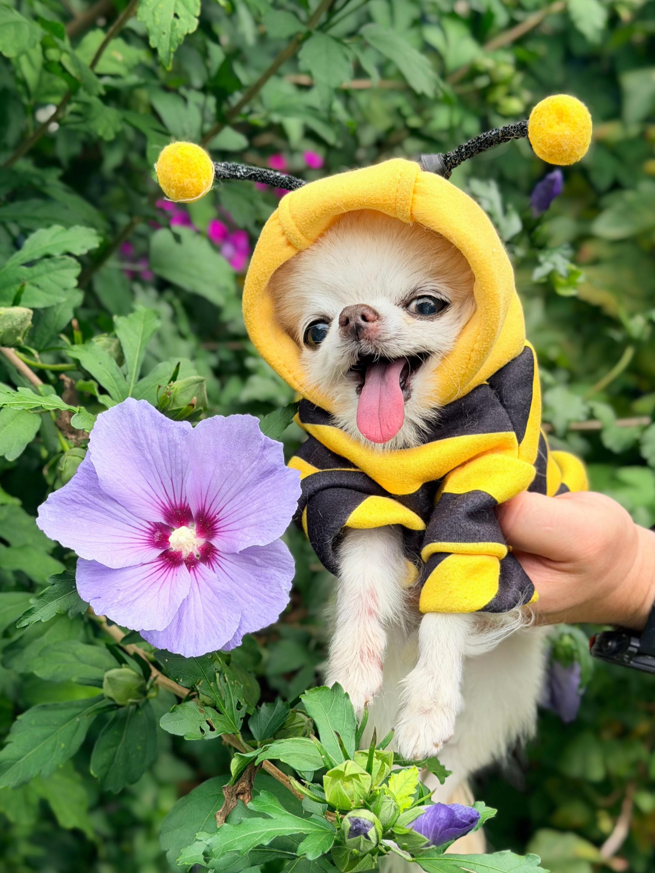 @Tiny Chihuahua Cedric & Maya
