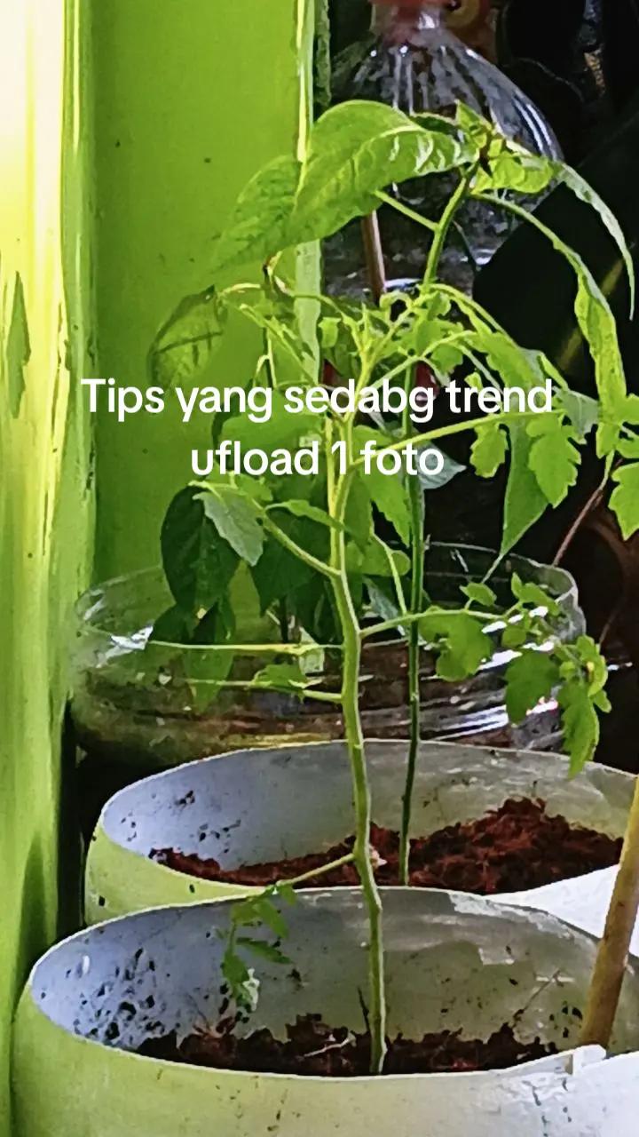 @teh Euis