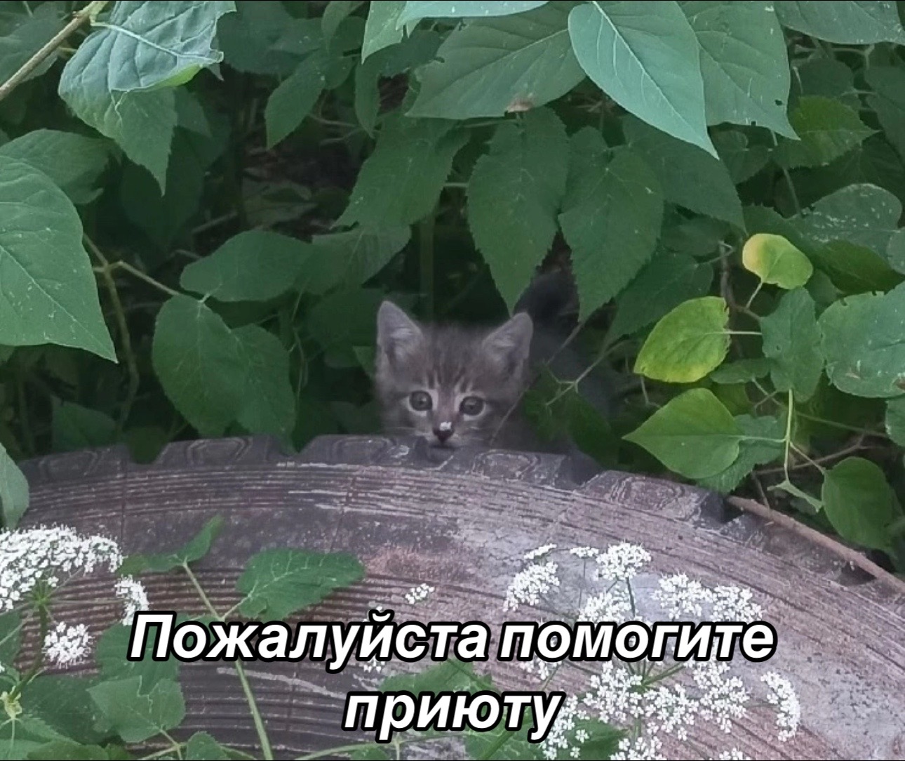 @Приют для животных Потеряшка