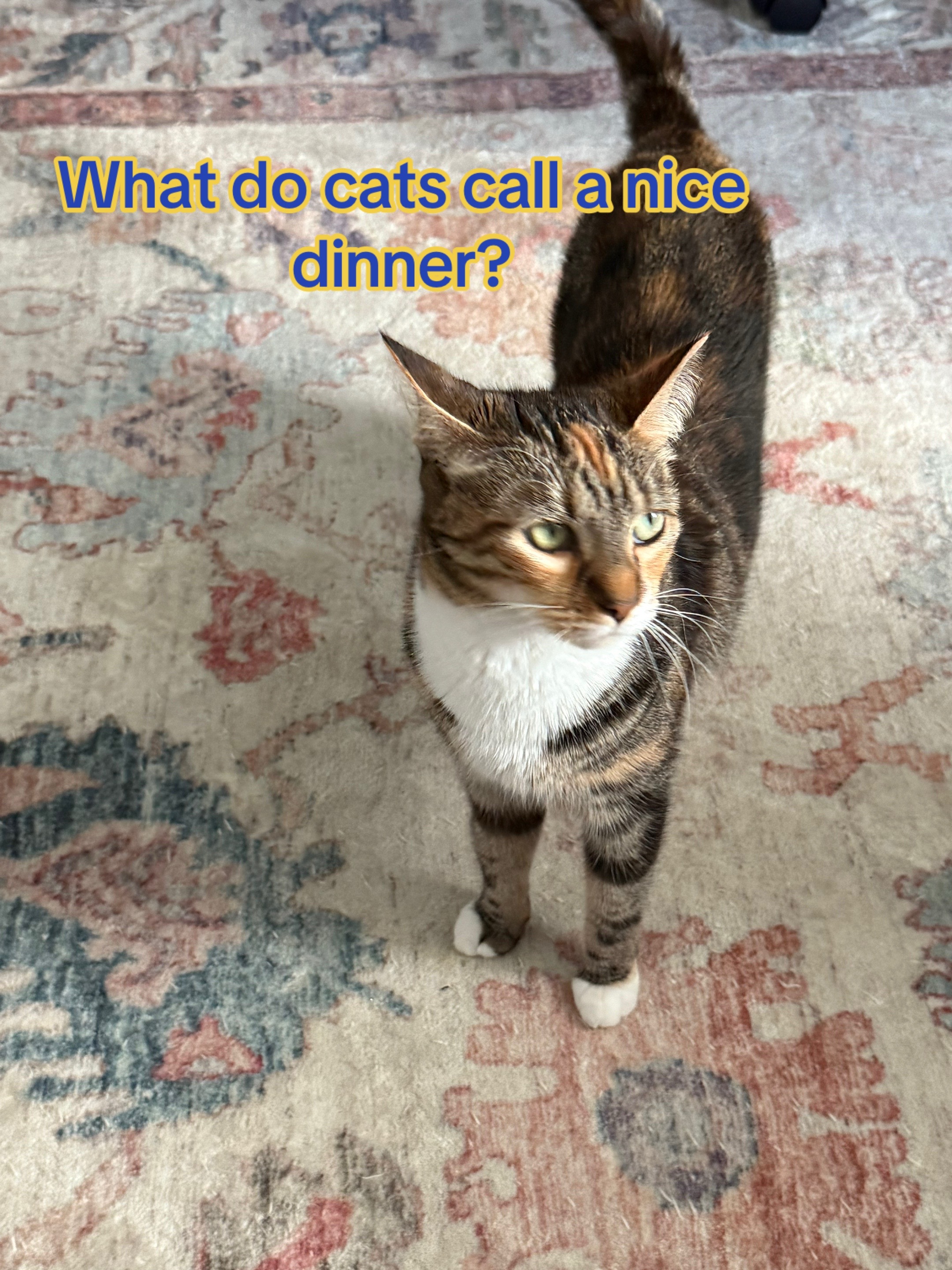 @Stef 🧡 cats! 🐈 🐈⬛🐈🐈⬛