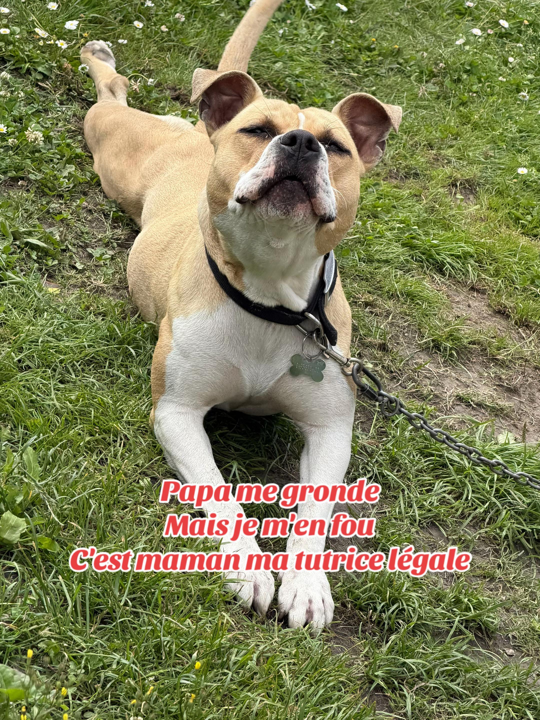 @🇧🇪♥️Tulipo & Tulipette 🇧🇪❤