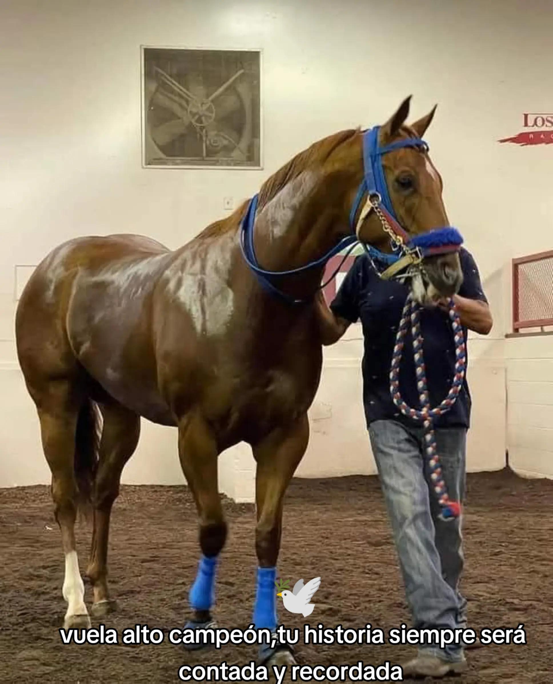 @carriles altos de jalisco🐎