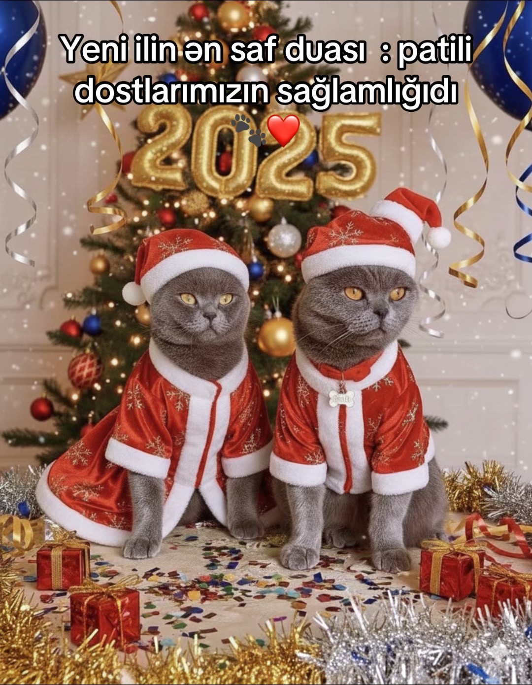 @cats_familyofficial