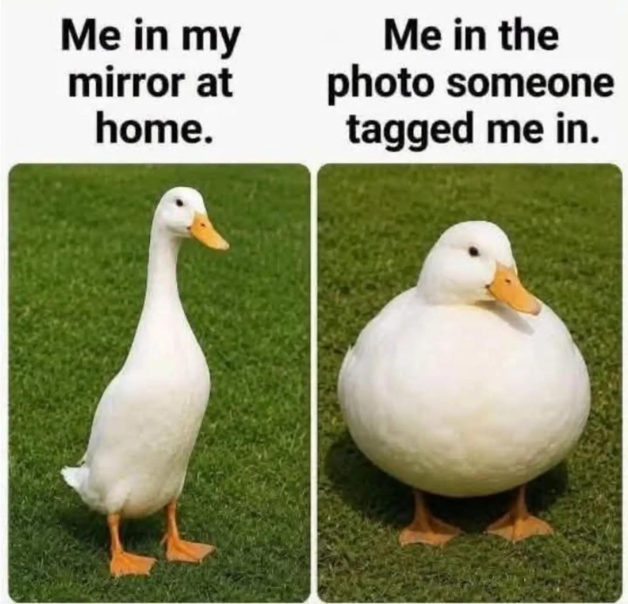 @shaypigeons