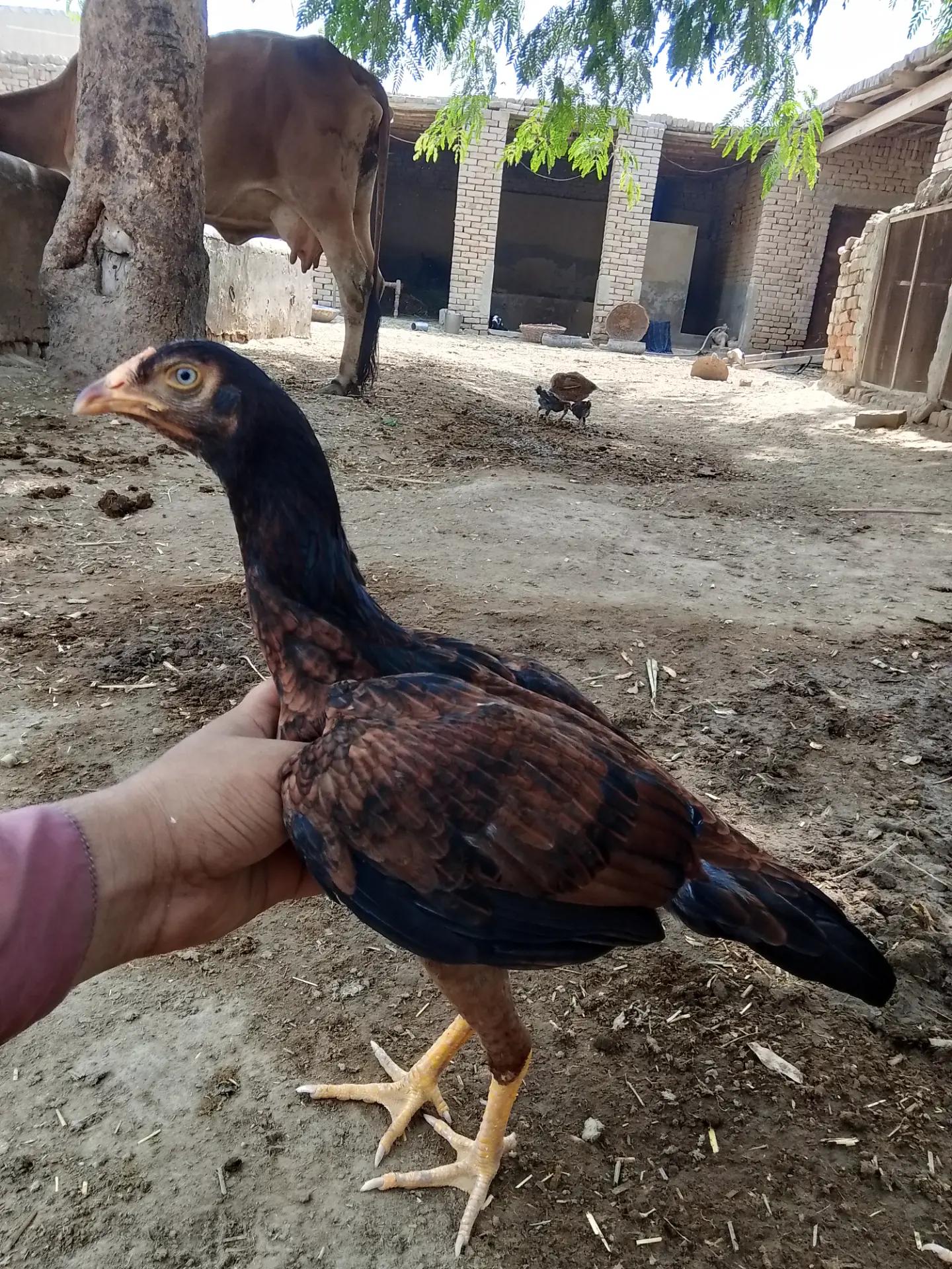 @اشفاق چوہدری 🌺