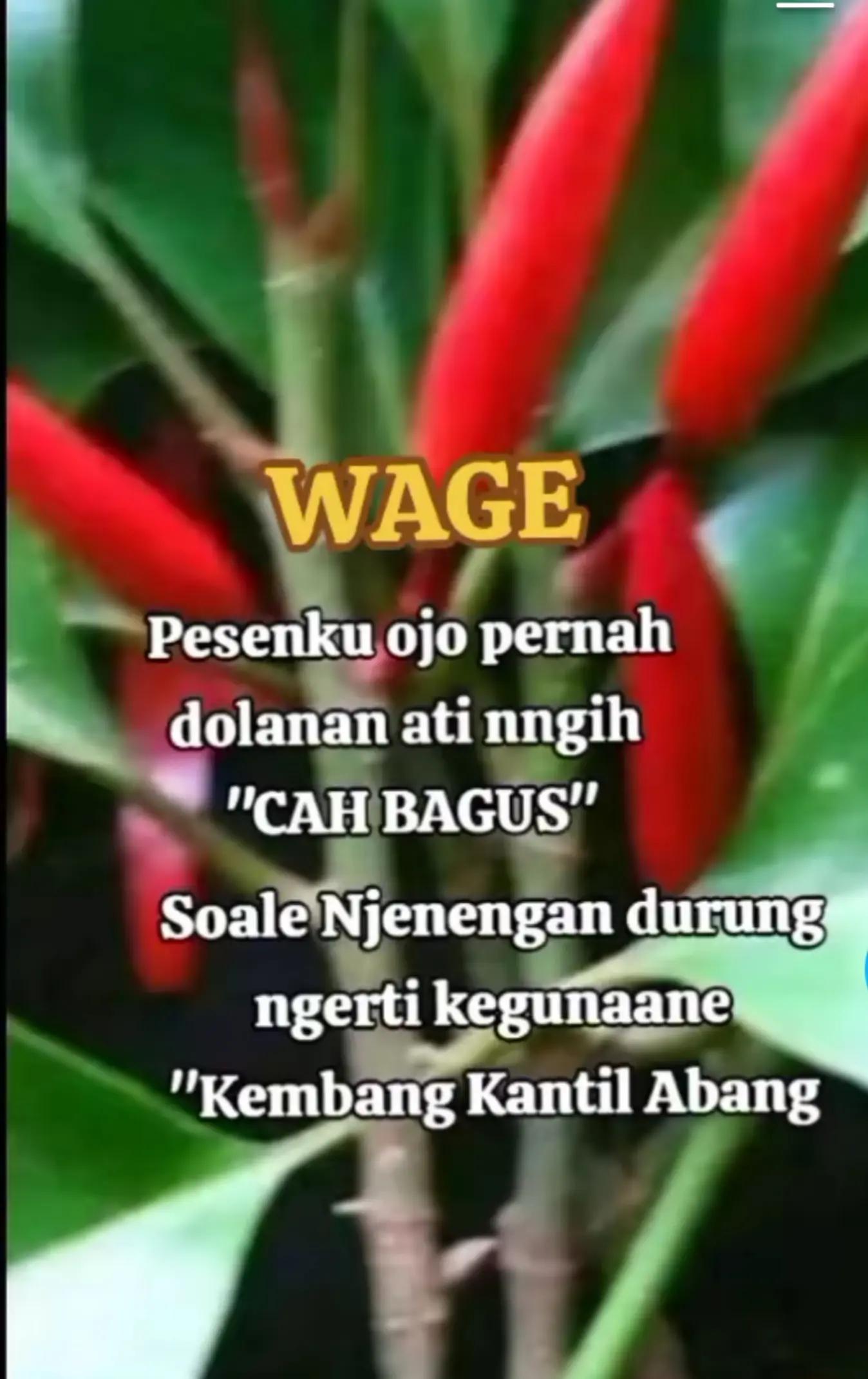@*Bolleedd*