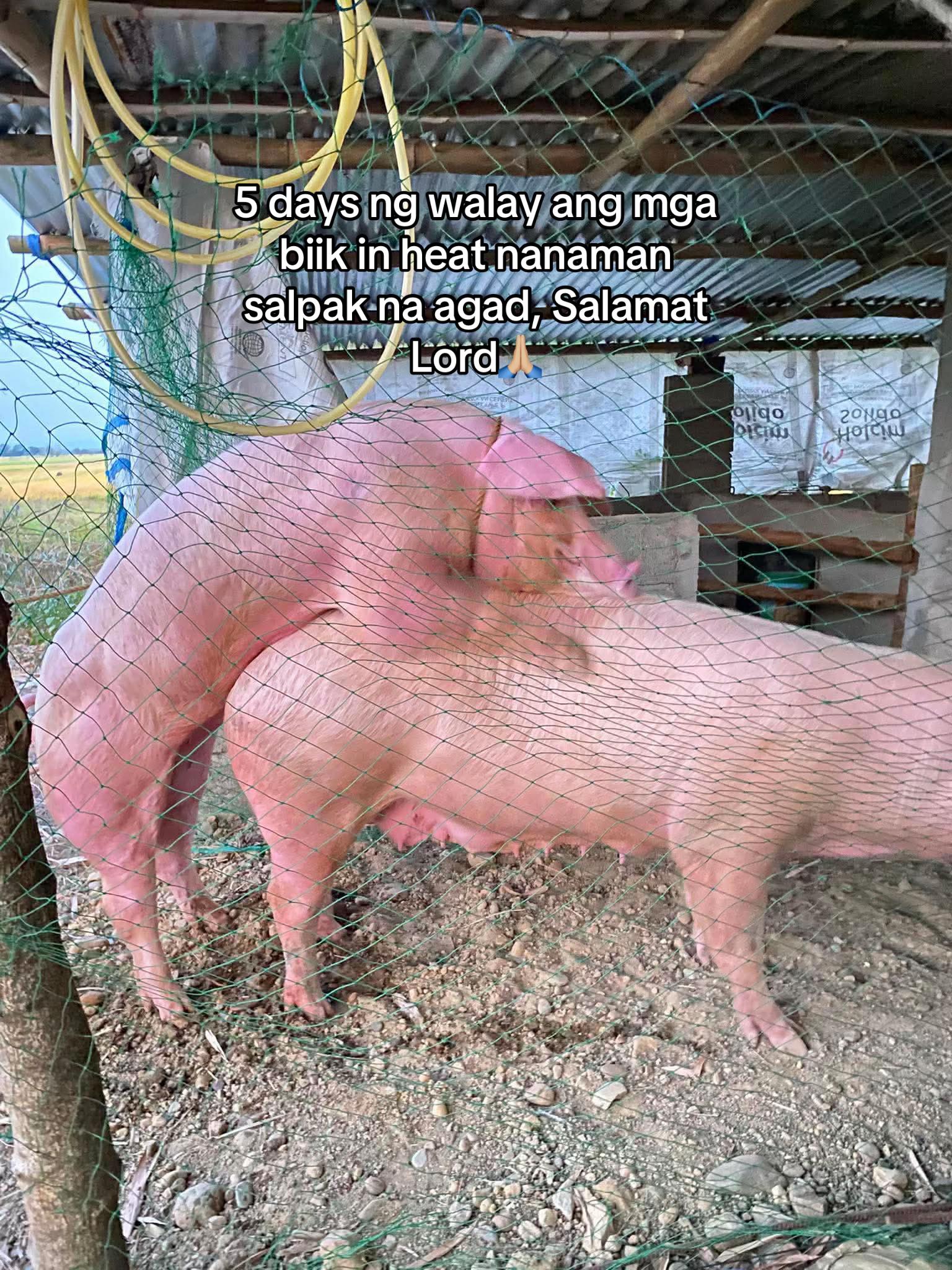@Jhon Mark Daludado