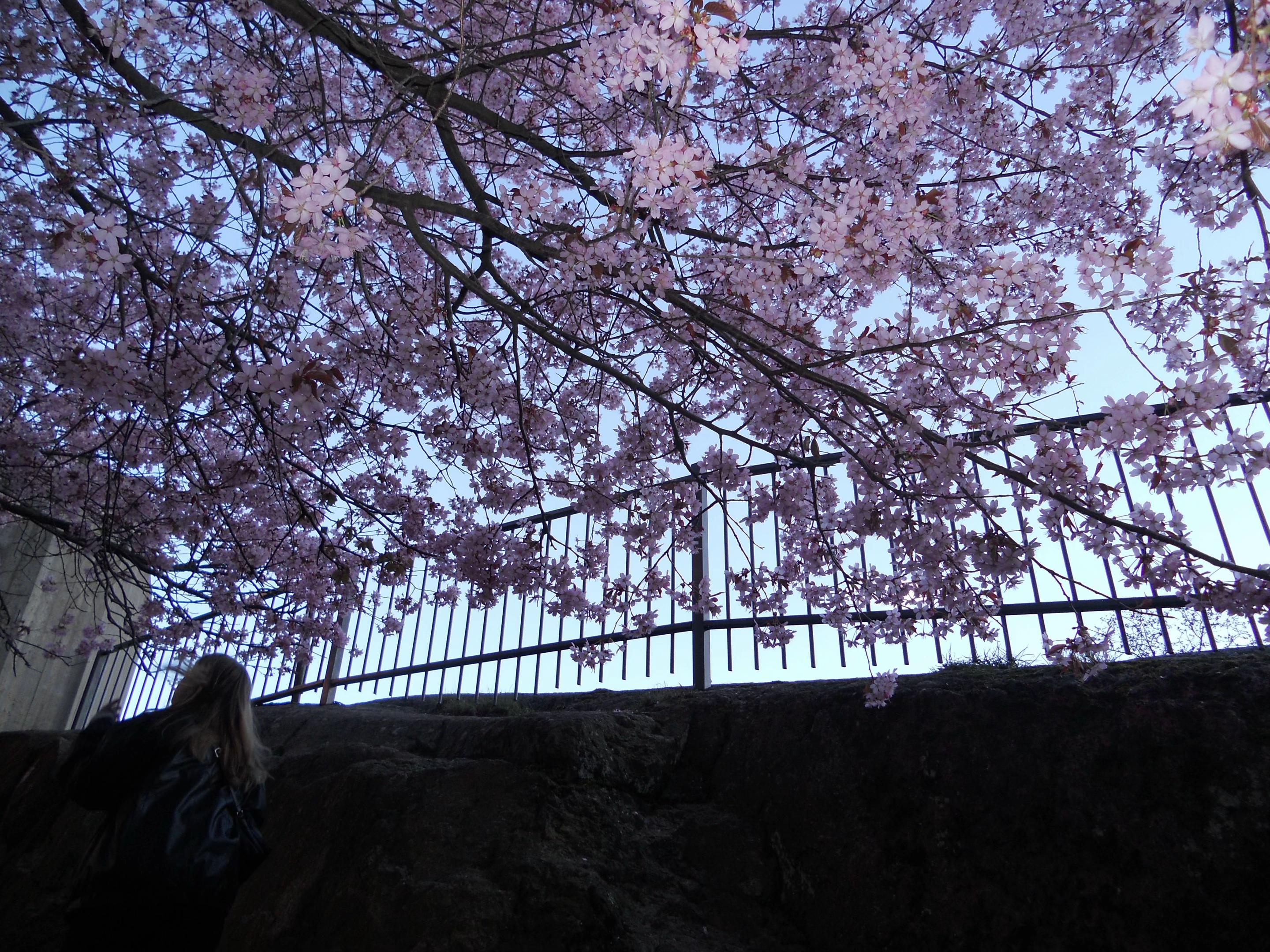@🌸