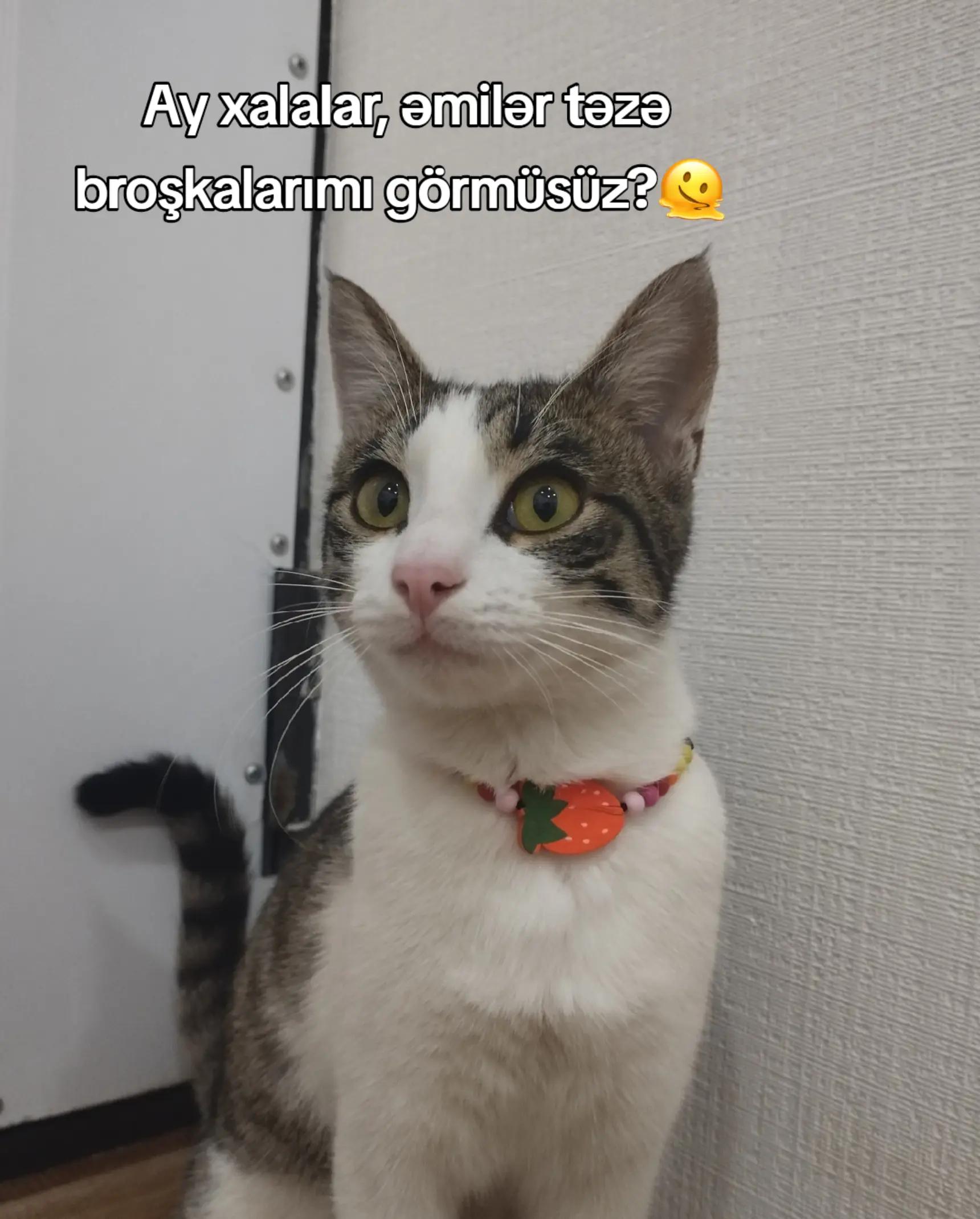 @🐾