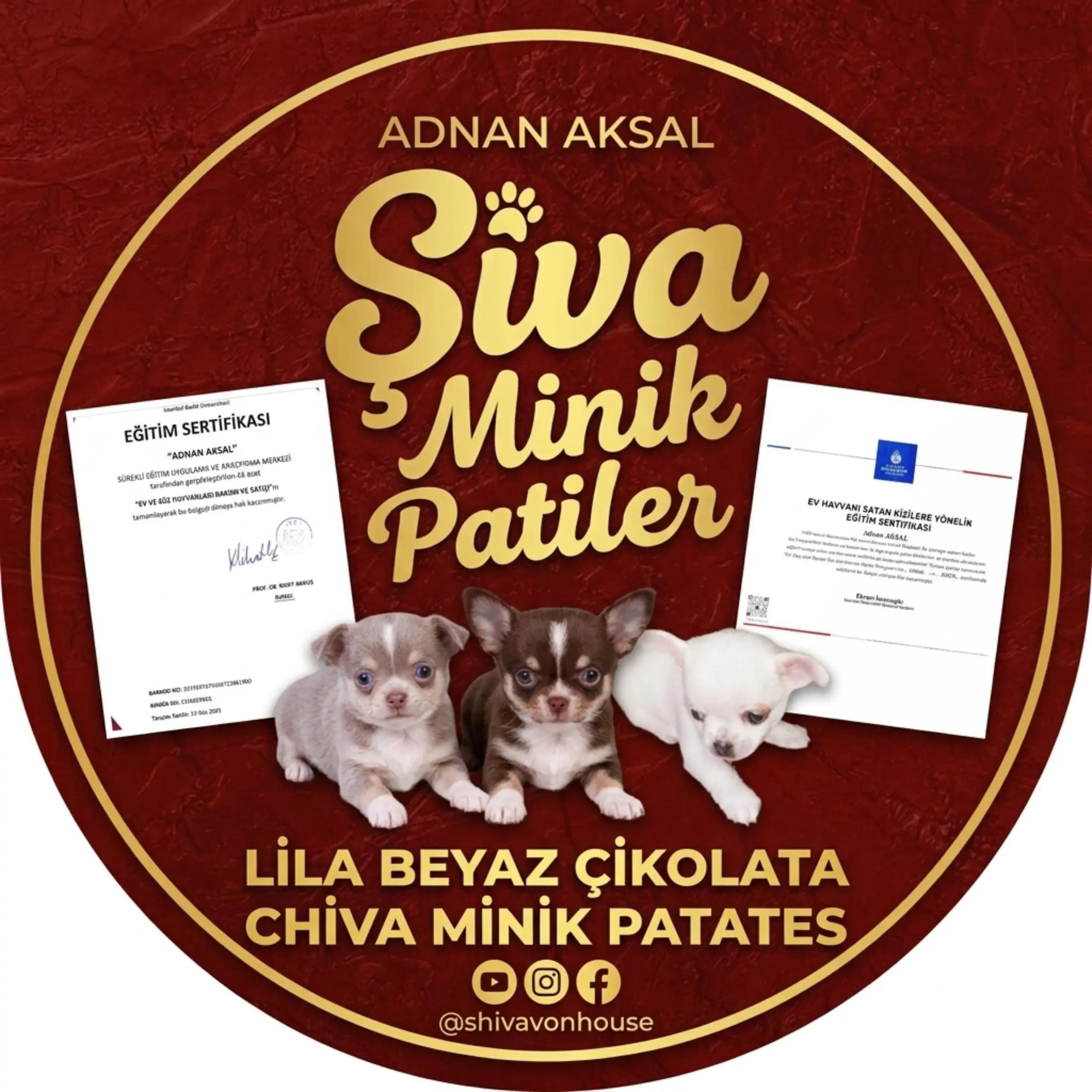 @🐕ŞHİVA MİNİK PATİLER🐕