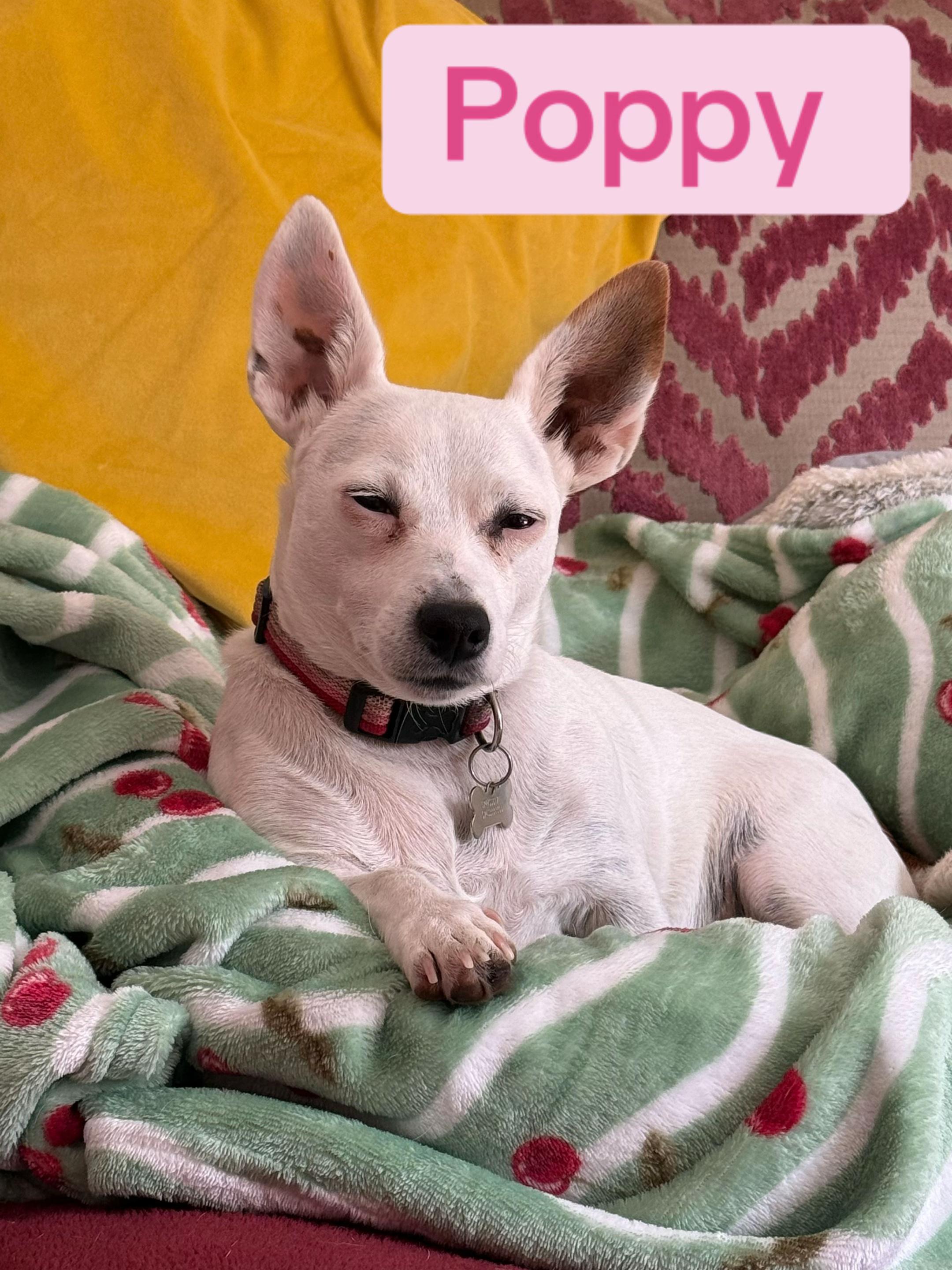 @spirit_and_paw