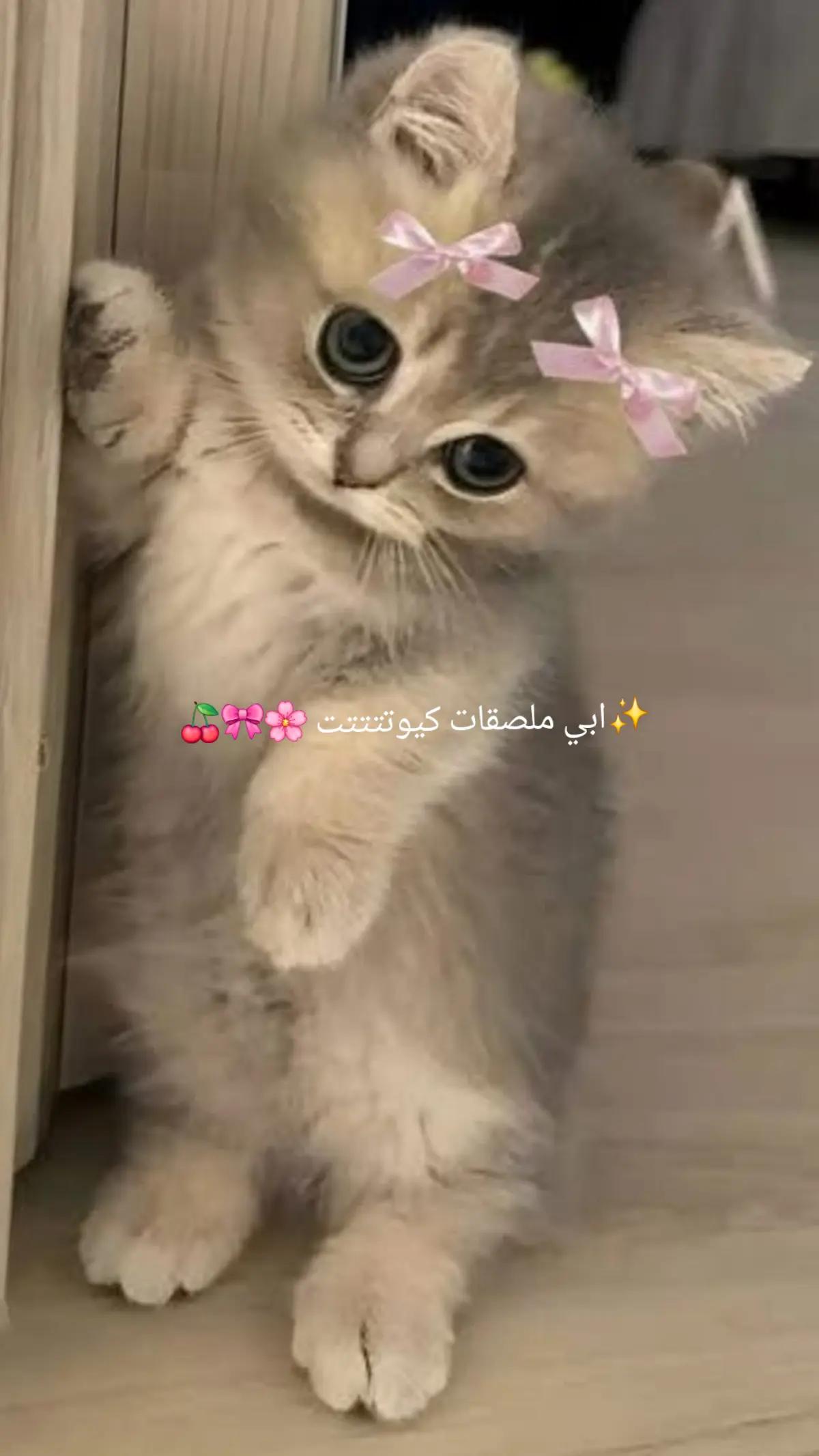 @°•✮•°ᵗⁱᵏᵗᵒᵏᥫᩣℒᎾℒᎾᎯᏇℋ☁ʕ•ᴥ•ʔ🇸🇦