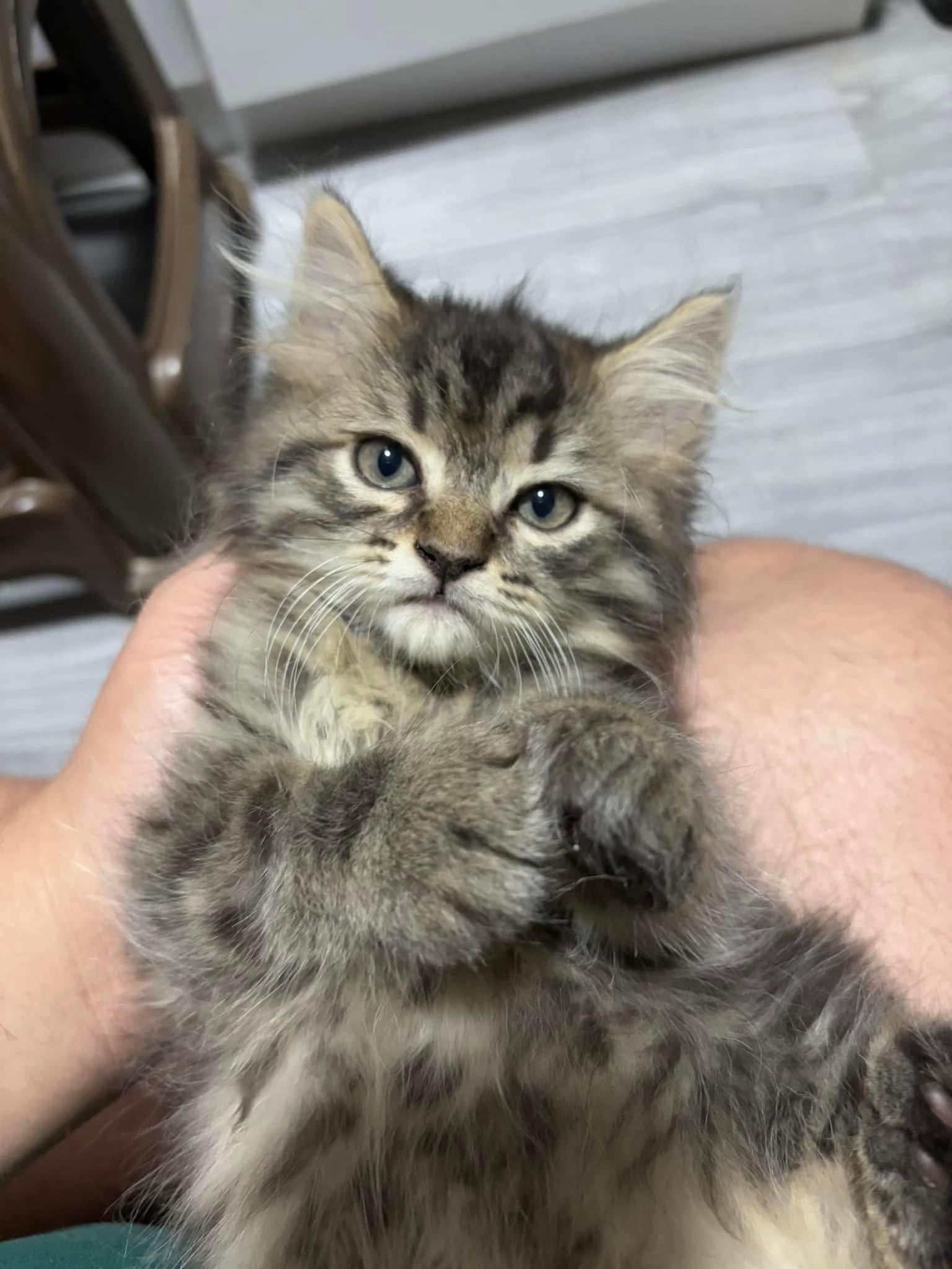 @TheCatFather