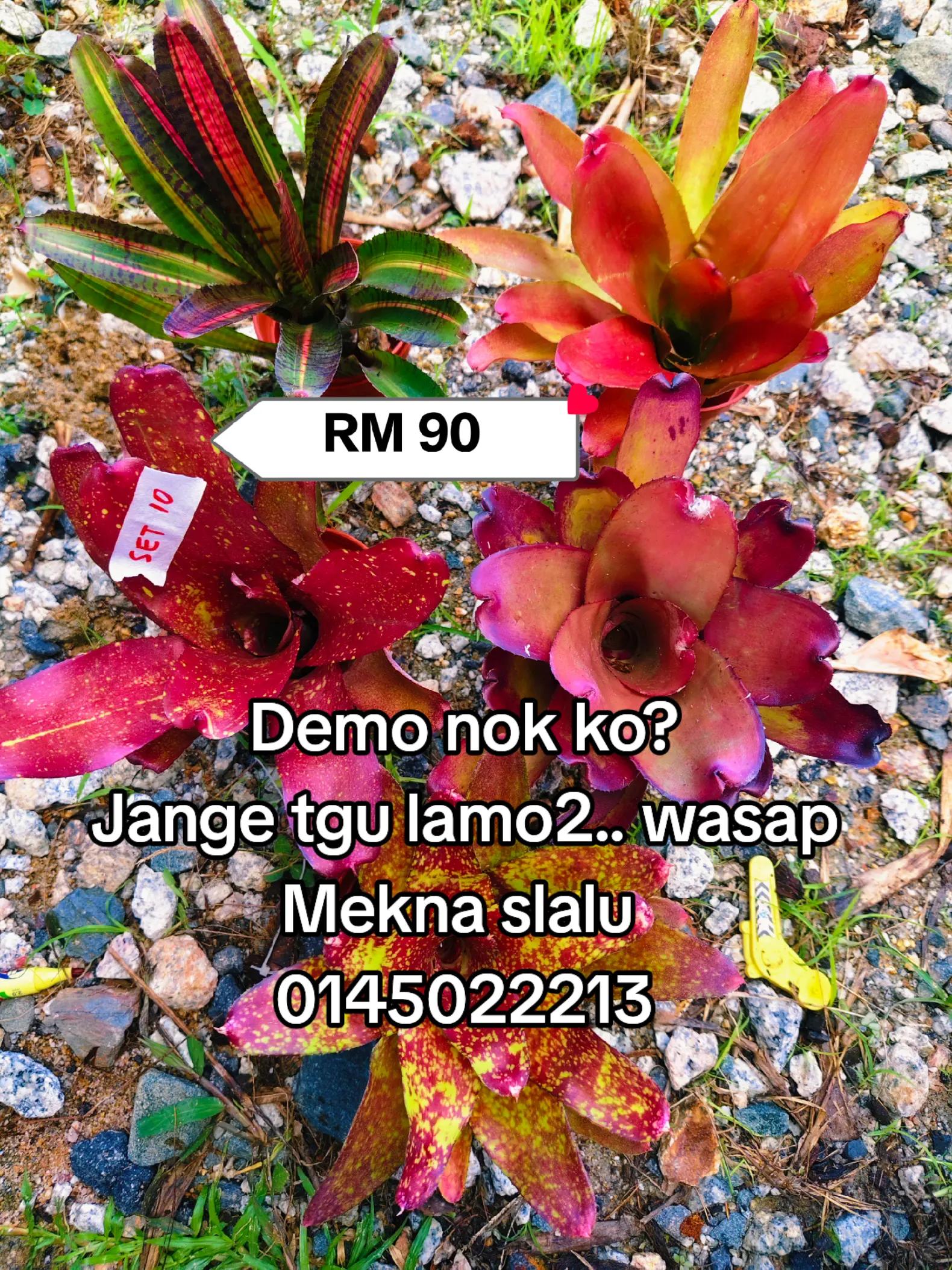 @MEKNA Garden