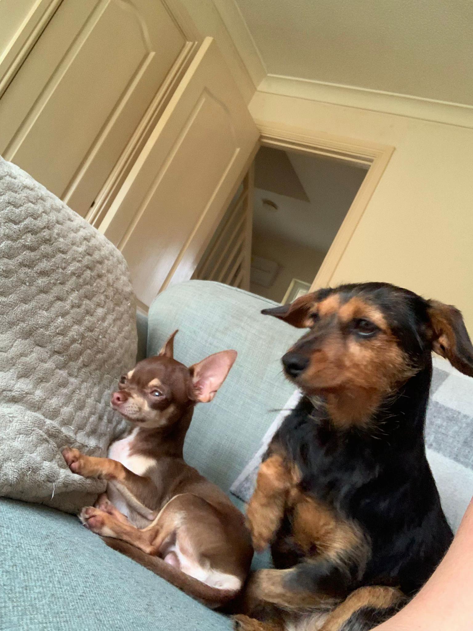 @Suffolk Chihuahuas