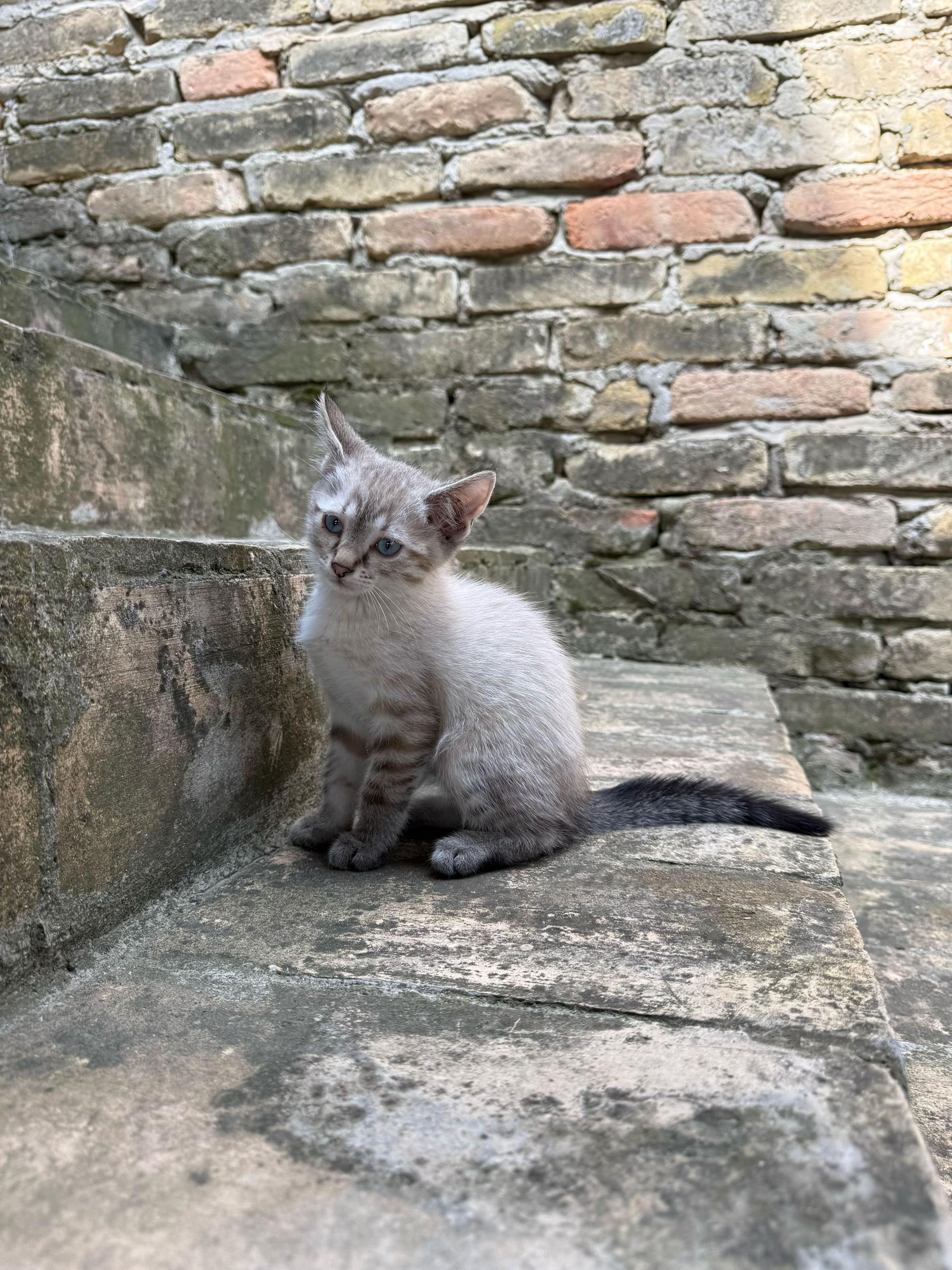 @Sladja🐱
