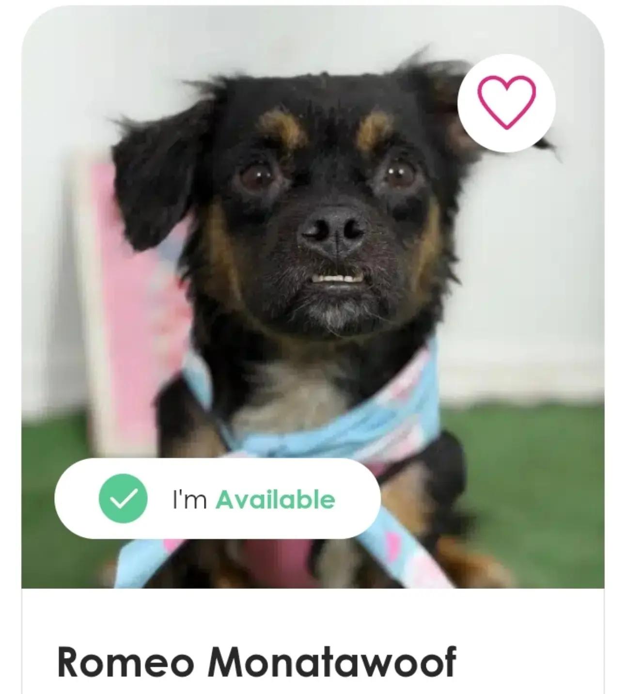 @Amazing Dogs Rescue