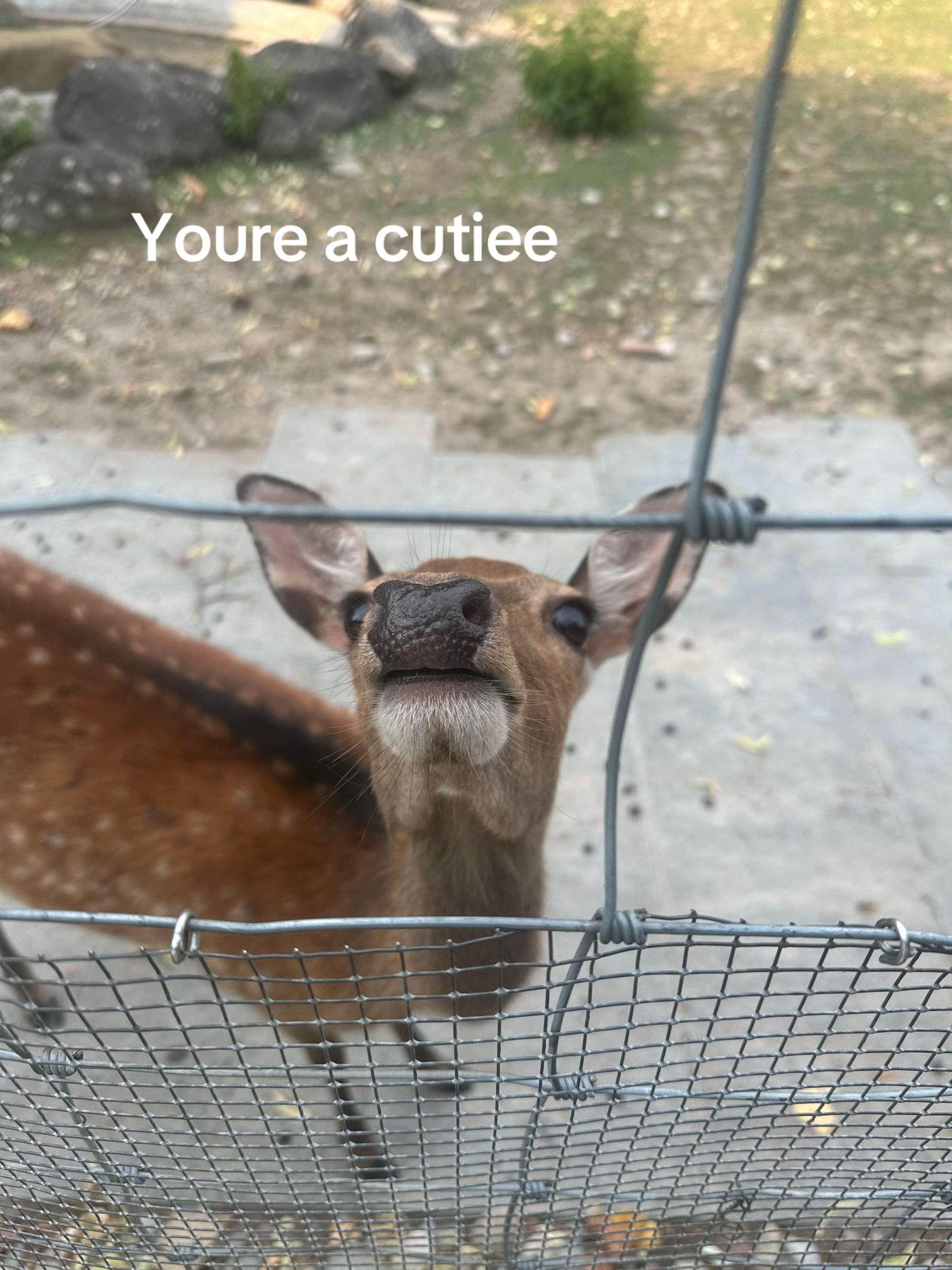 @Amanda