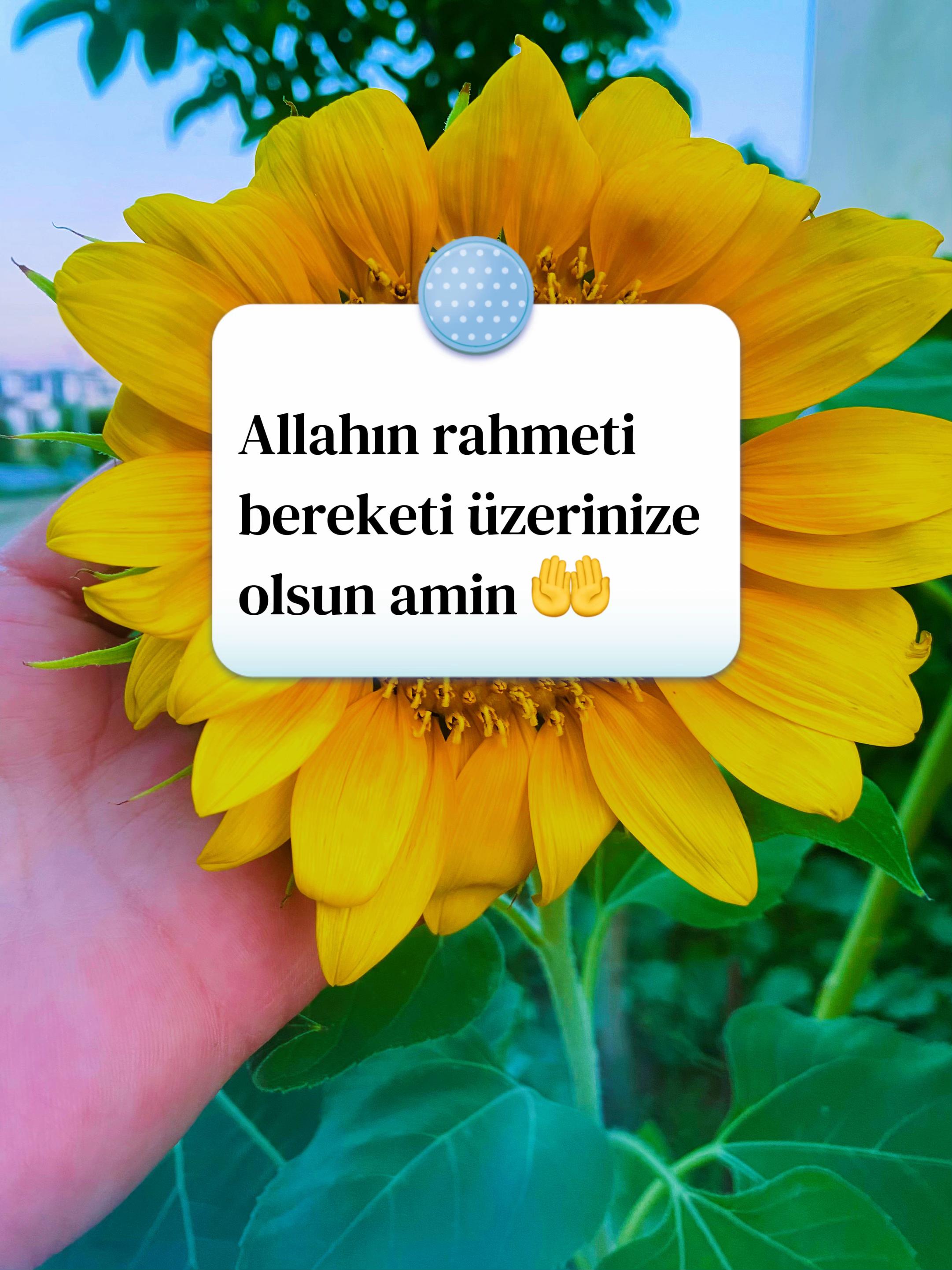 @🇹🇷 ͜͡✭𓃥 αүүιℓ∂ιz🦅🐺🤘A.S✨9