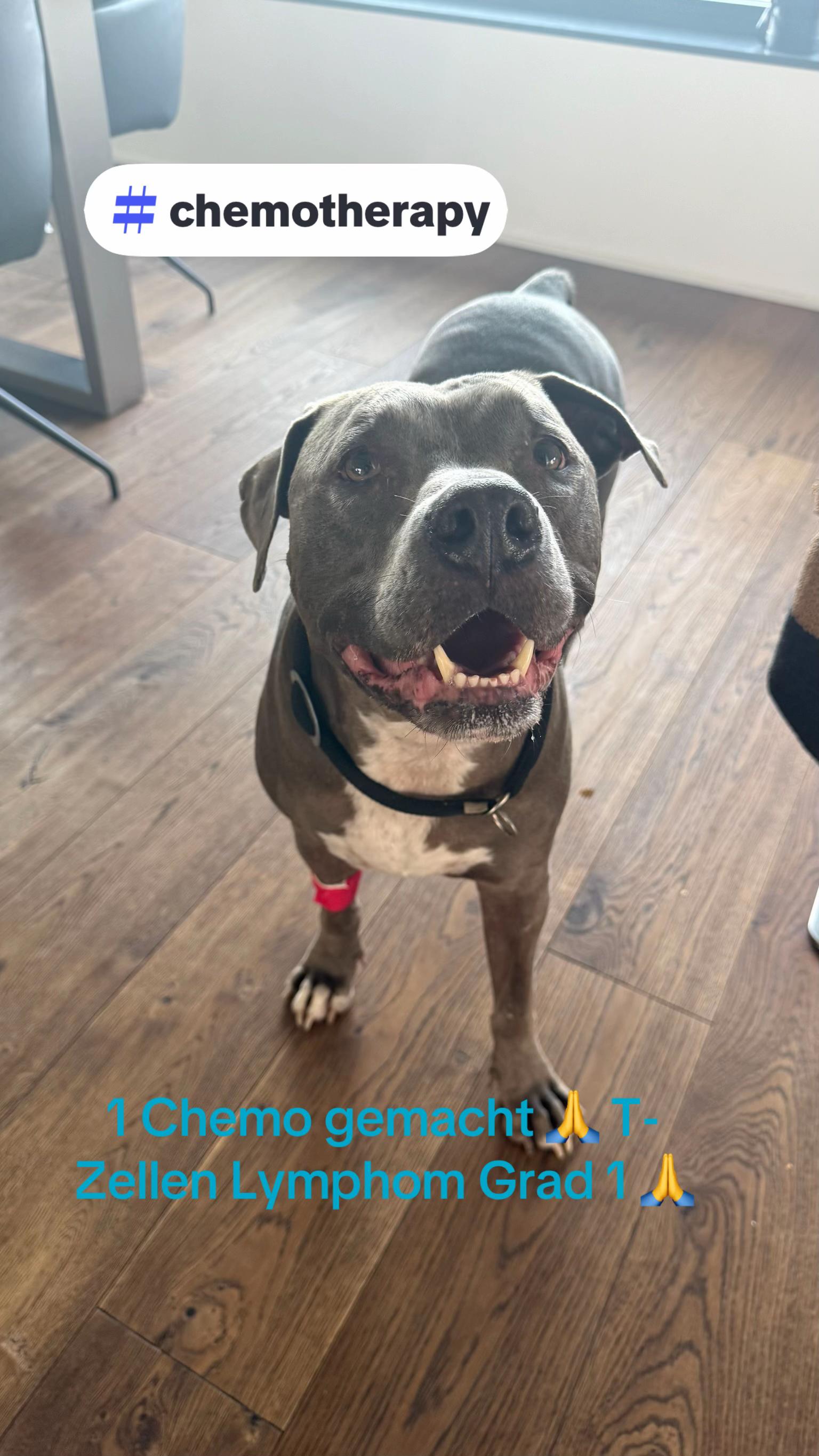 @Amstaff Tyson & Tayna &hearts;️