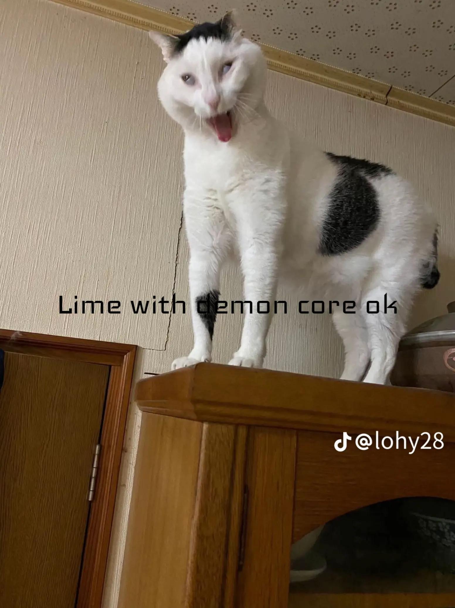 @꧁༺ƈɦʟօʀɨռɛ ƈǟʀɮօռǟȶɛ༻꧂