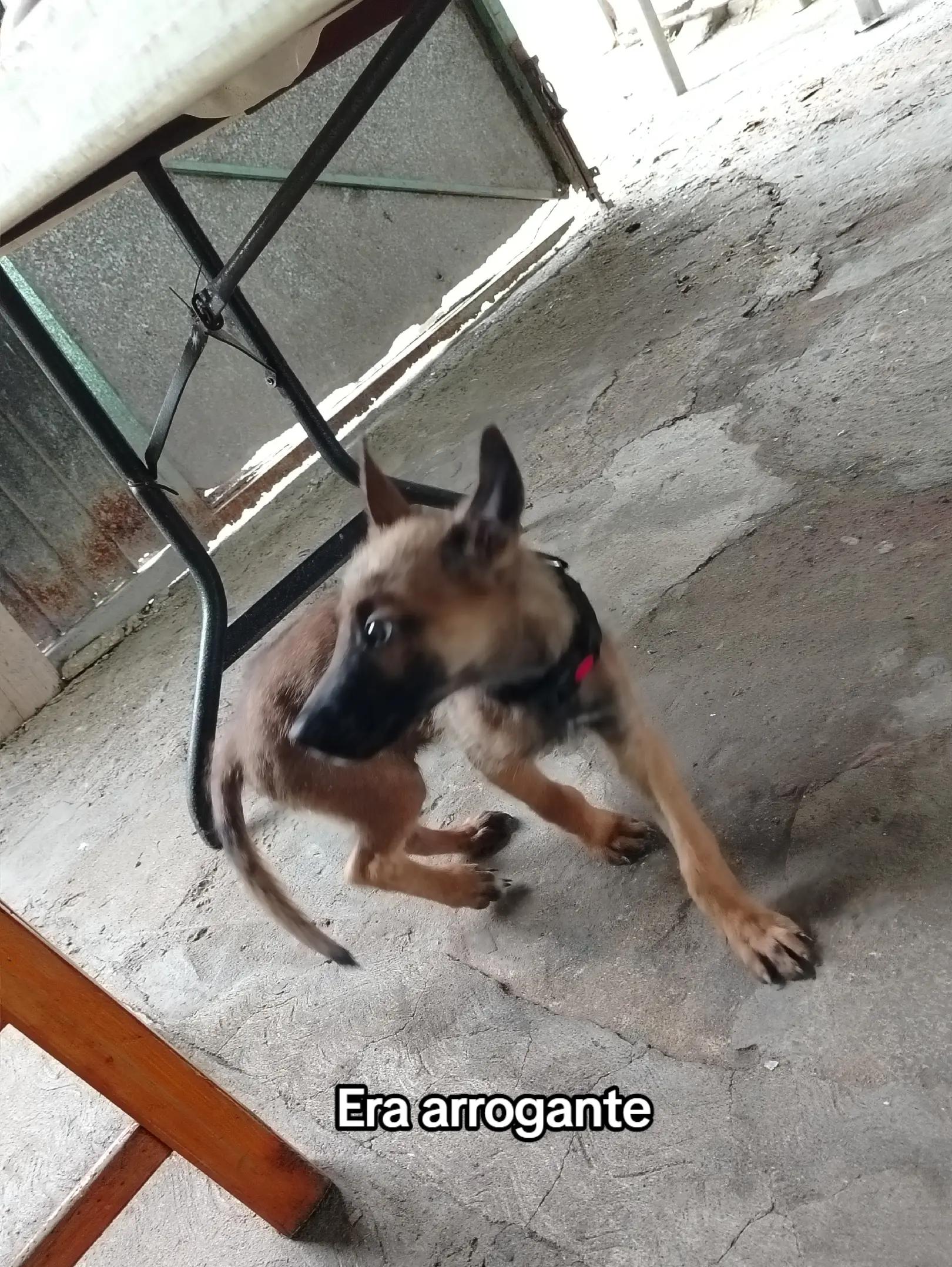 @Schatten