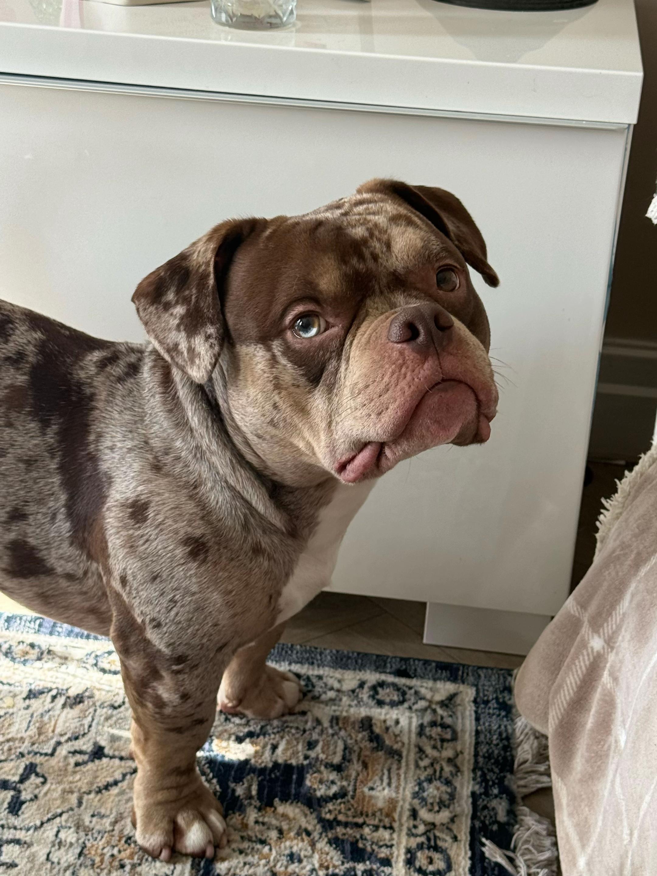 @pablothelittlebullydog