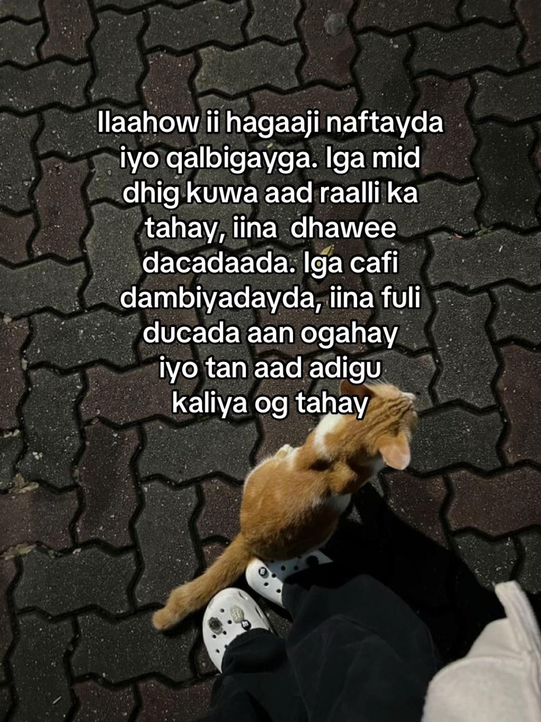 @Meow🐈⬛