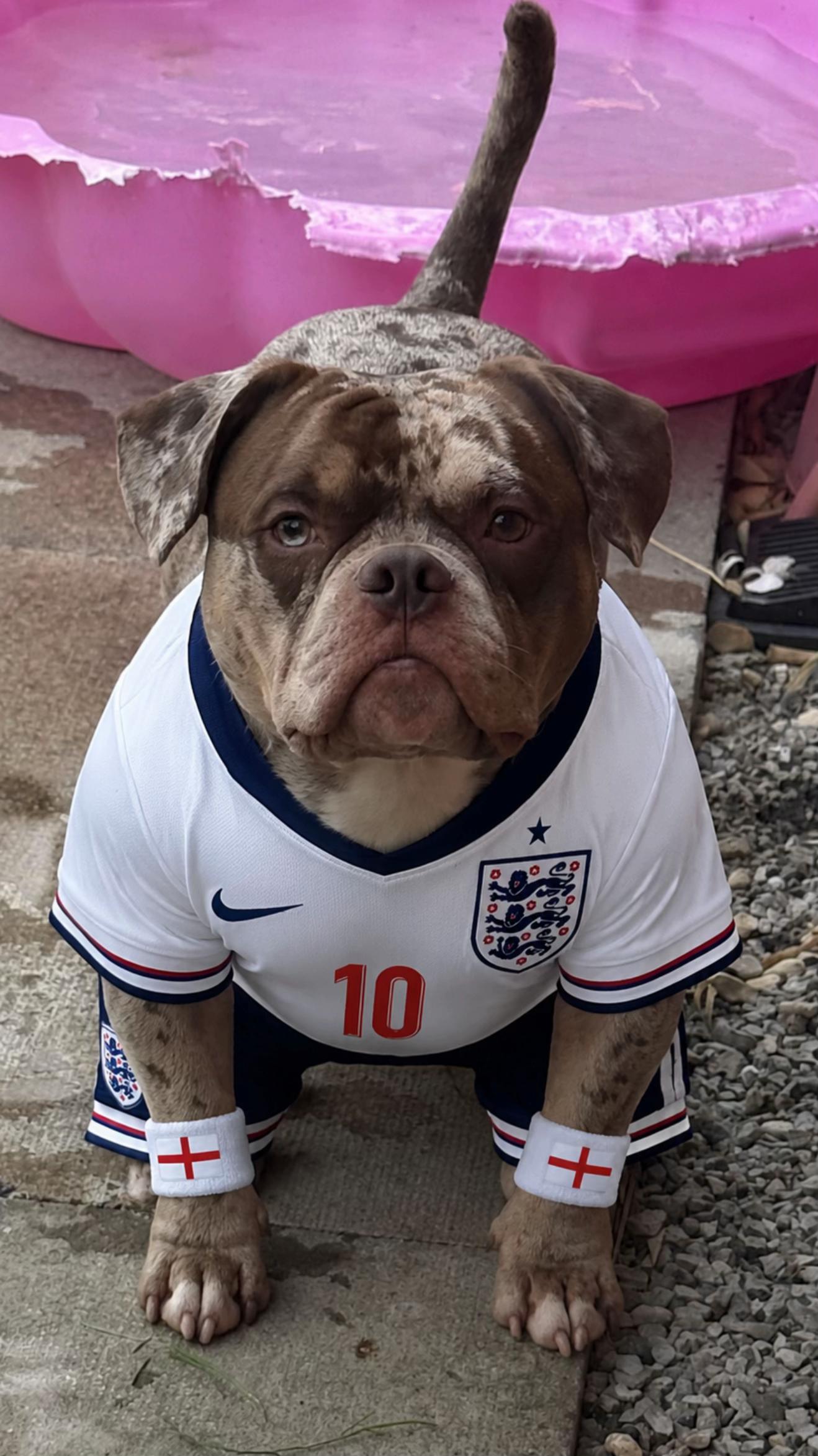 @pablothelittlebullydog