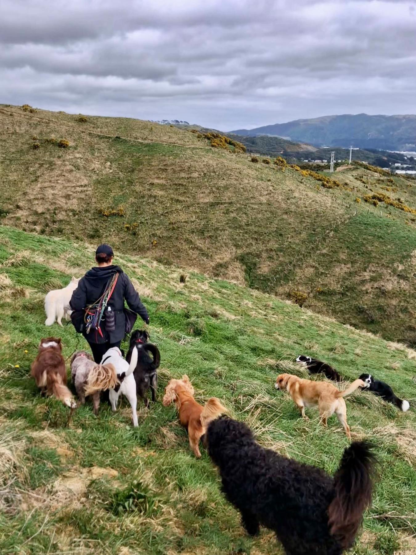 @Beks 🐺 Dog Handler 🇳🇿