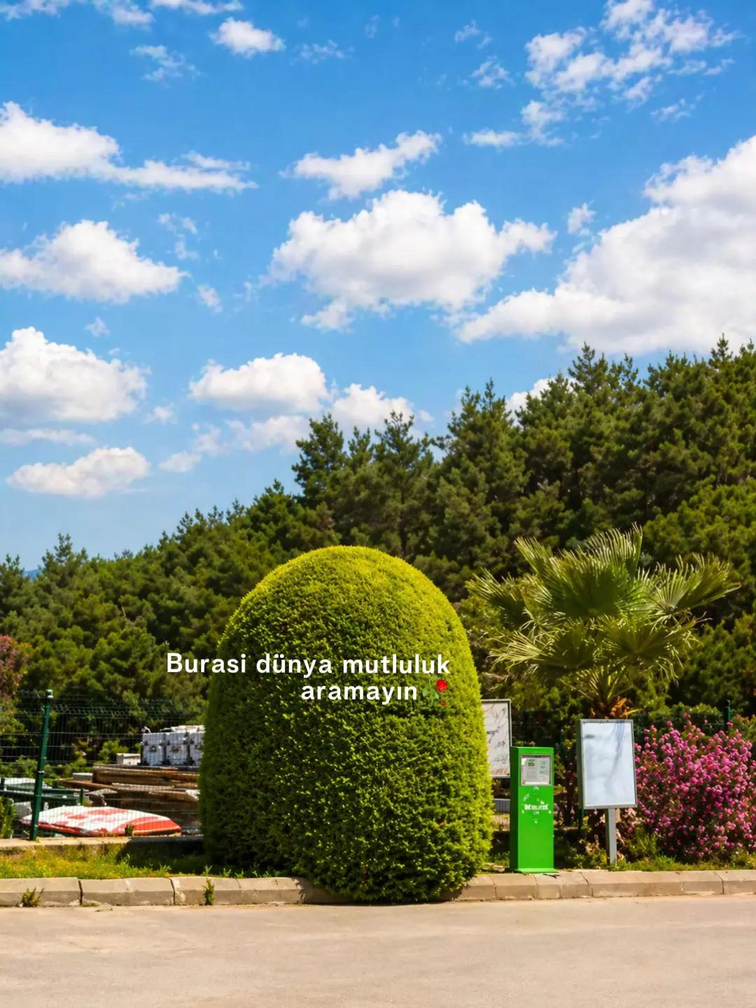 @Savaş Dumanlı ✔️