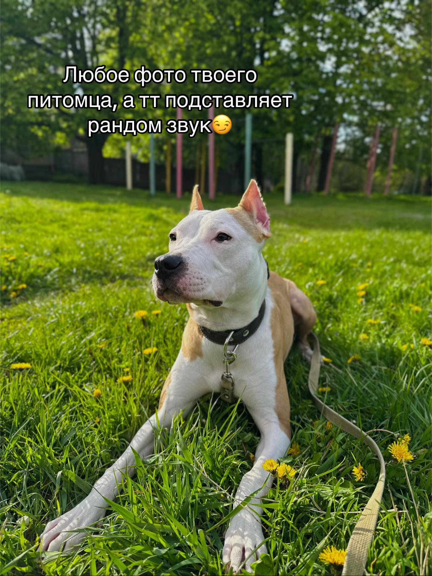@🦋ТГК:PitoStaff_Milfa🦋