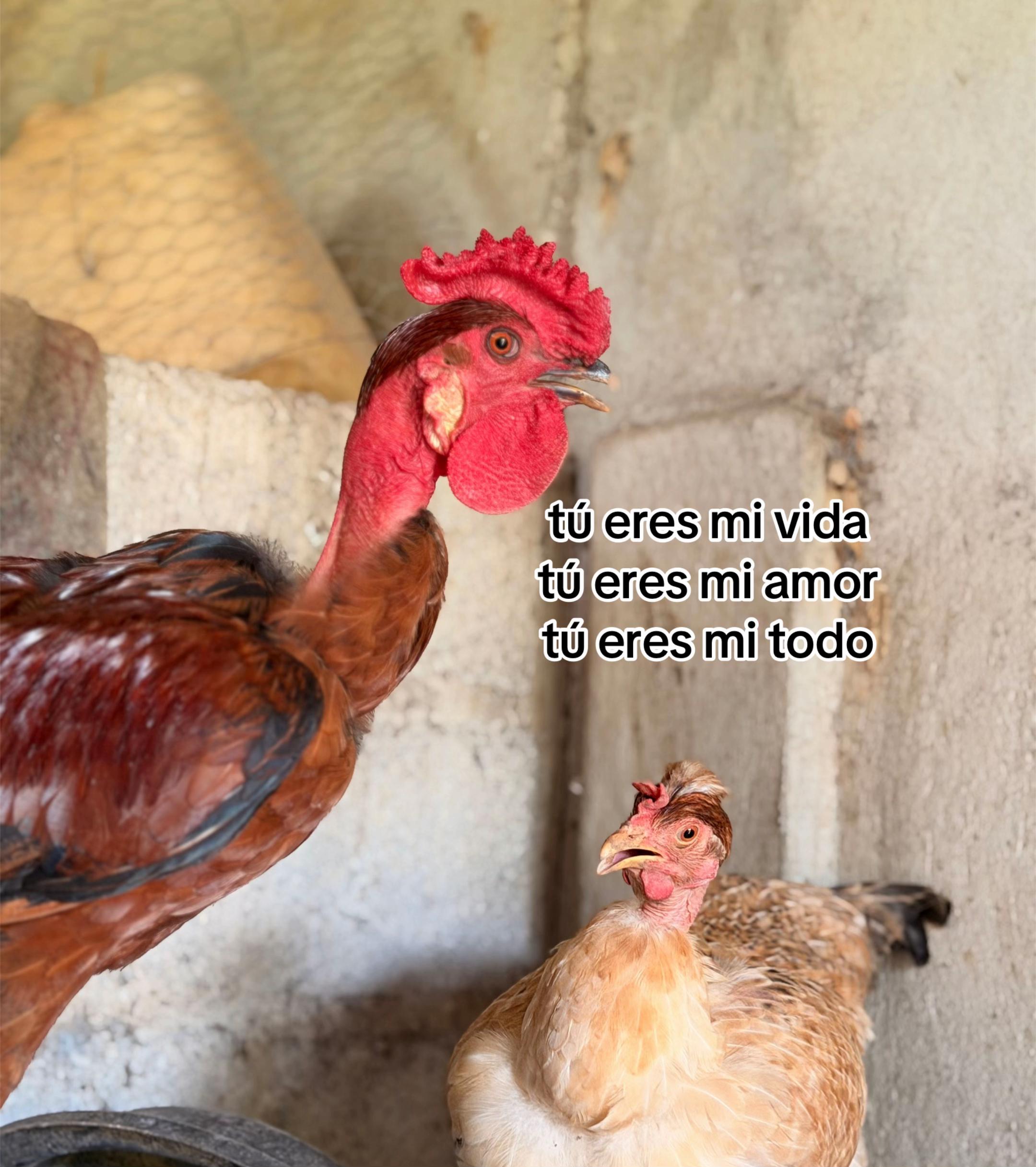 @elrodri_garcia