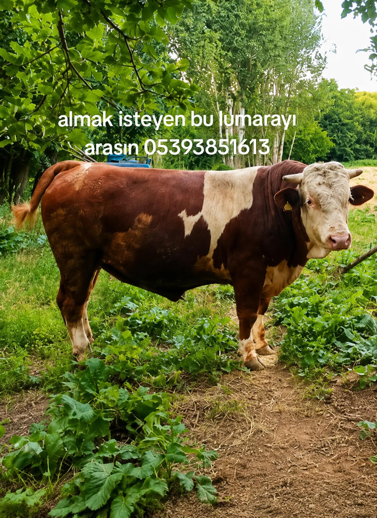 @Üveys Aykutalp
