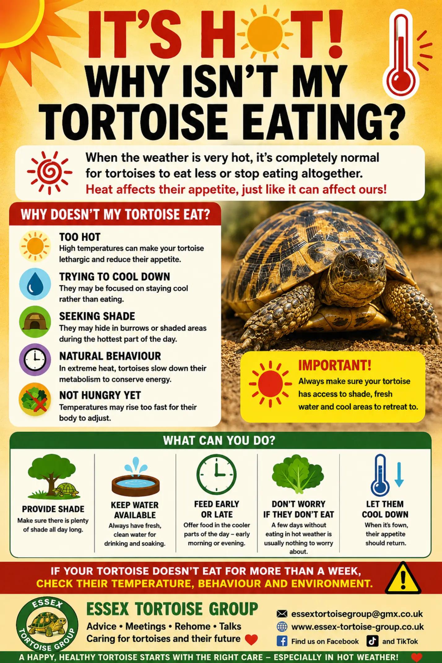 @essex tortoise group