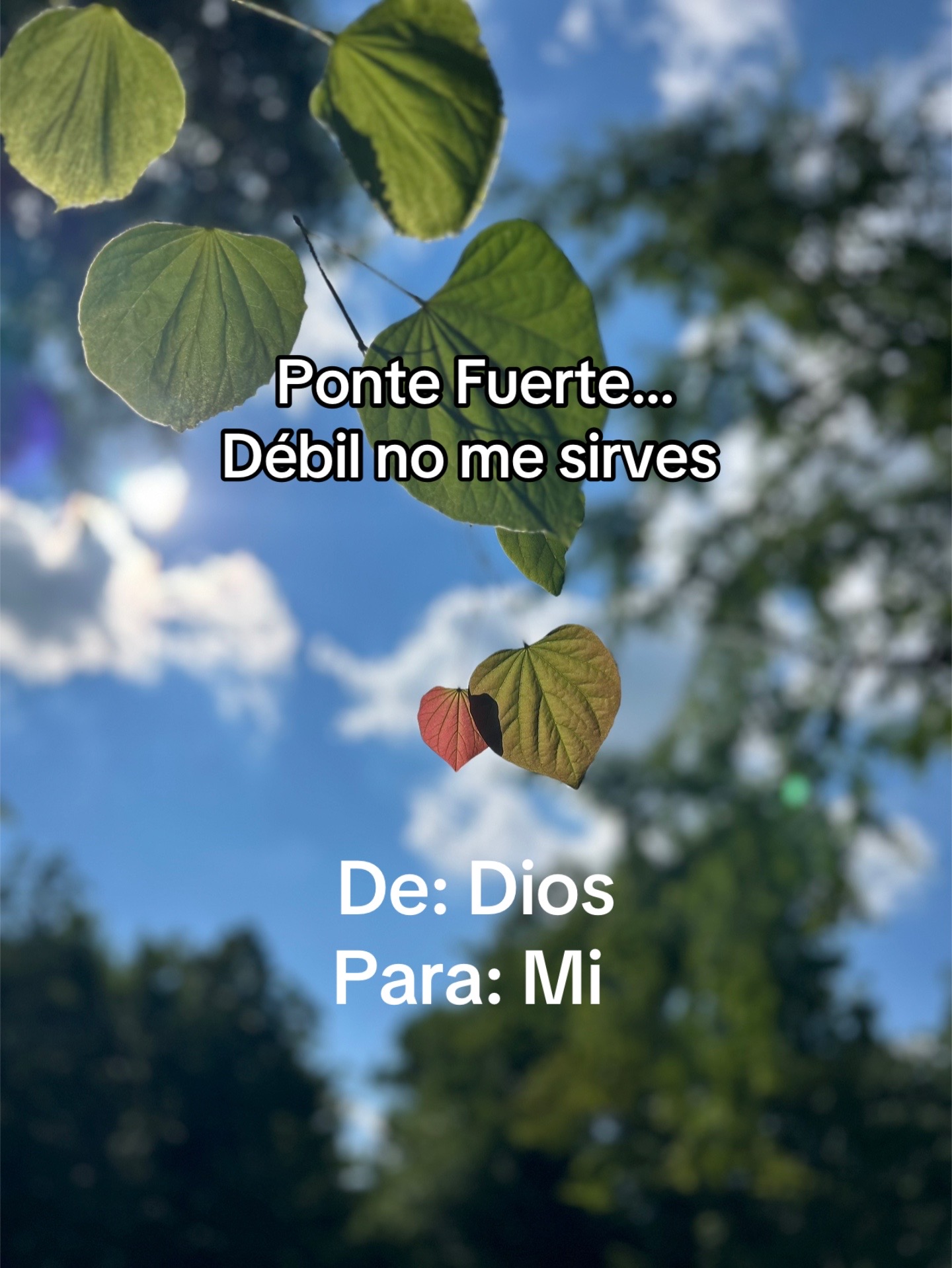 @Diana Fonte