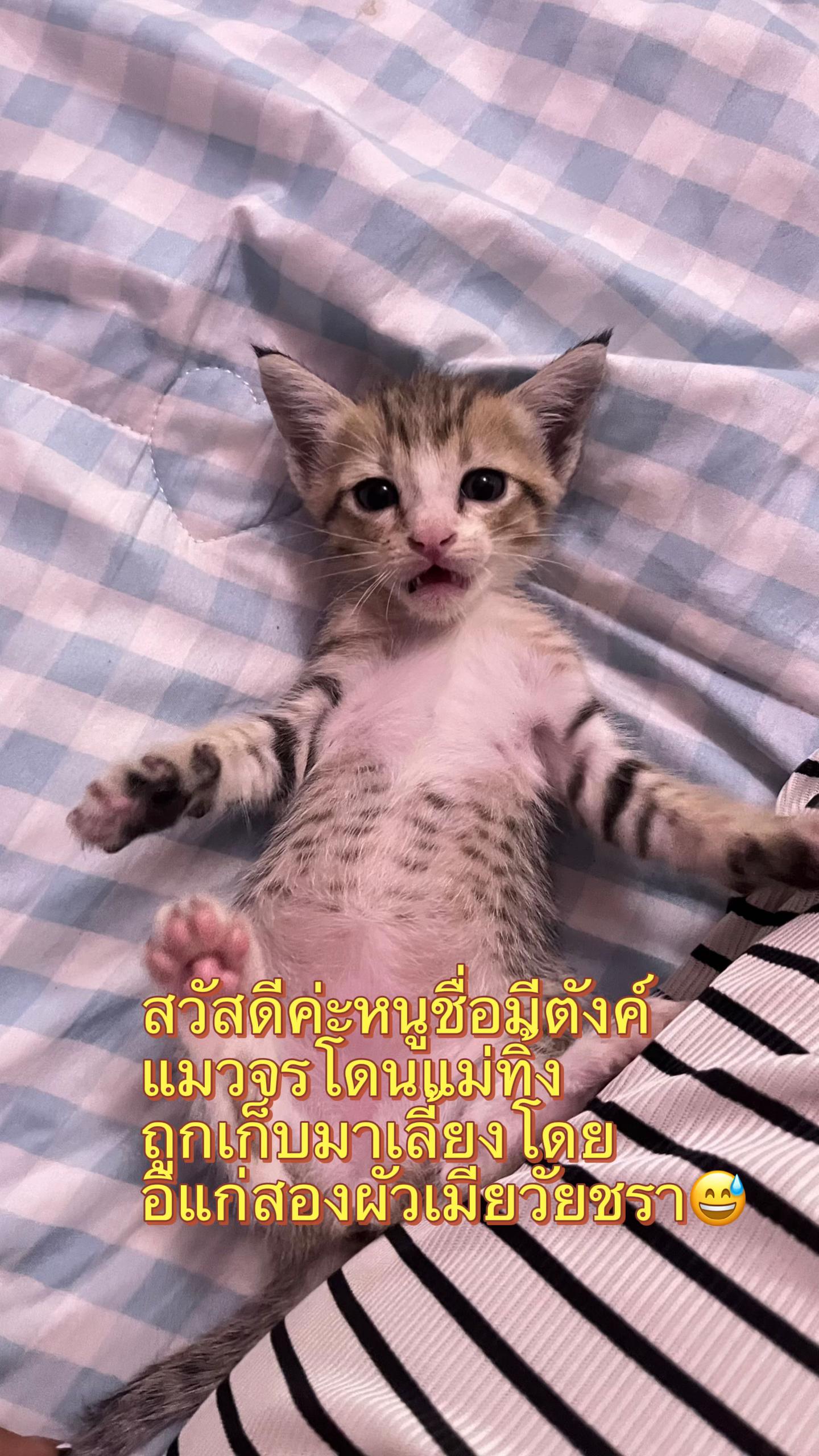 @😃มัมหมีอิสระ😃