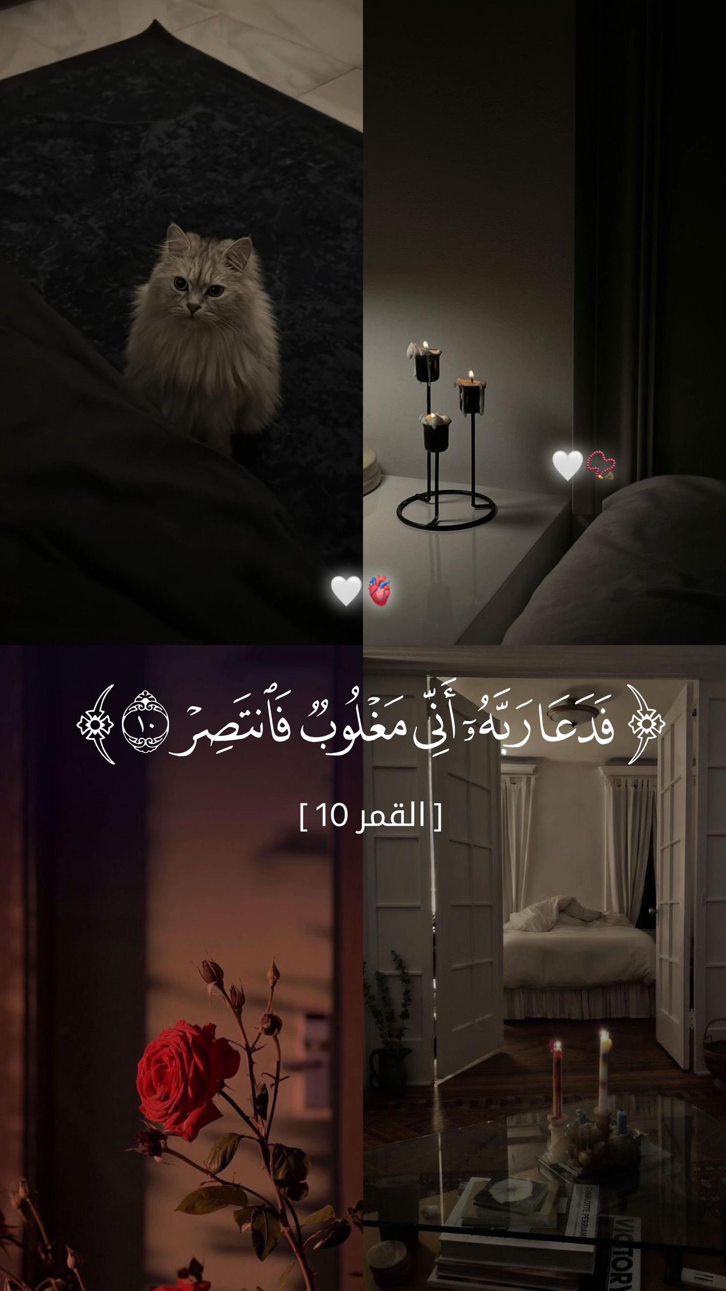 @📿اصيل المركعي📚