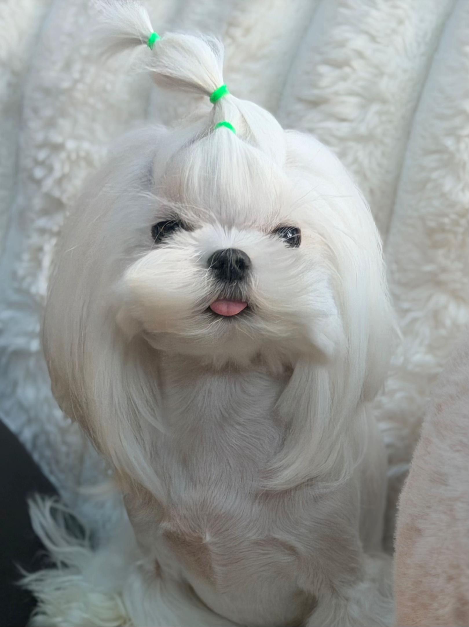 @Bambelina Maltese