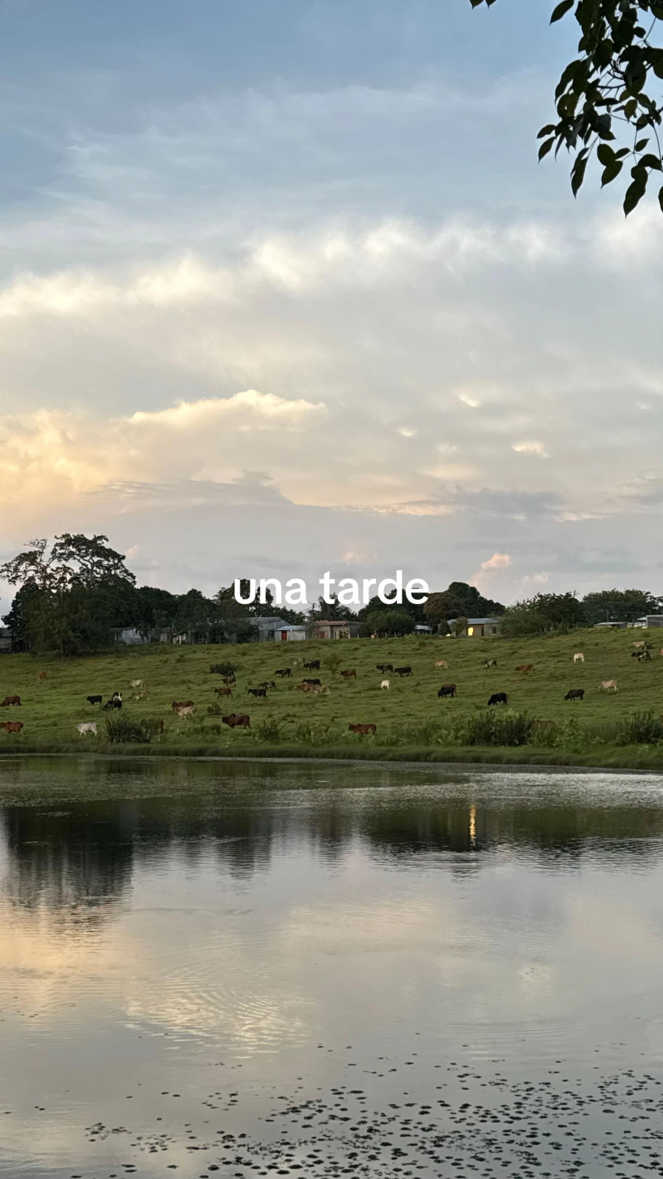 @🐘