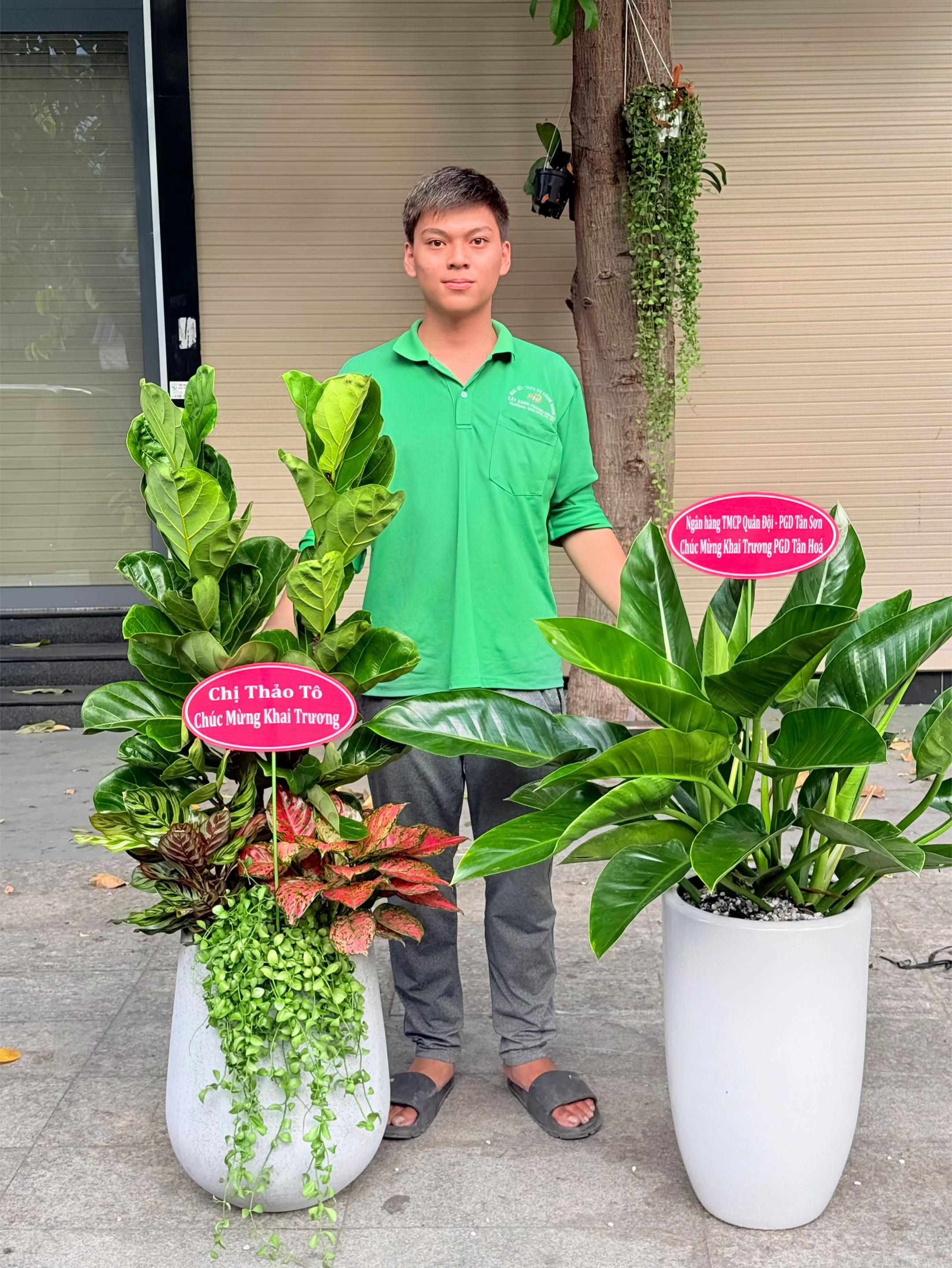 @Cây Xanh Phong Hồng