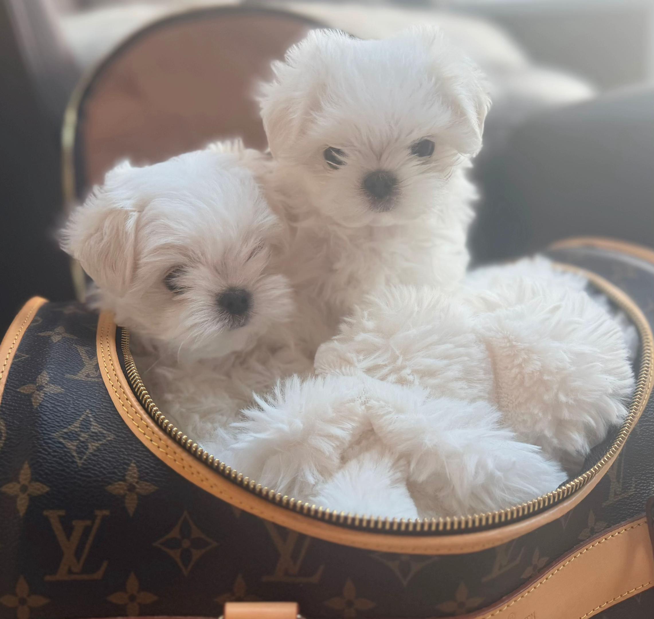 @Bambelina Maltese