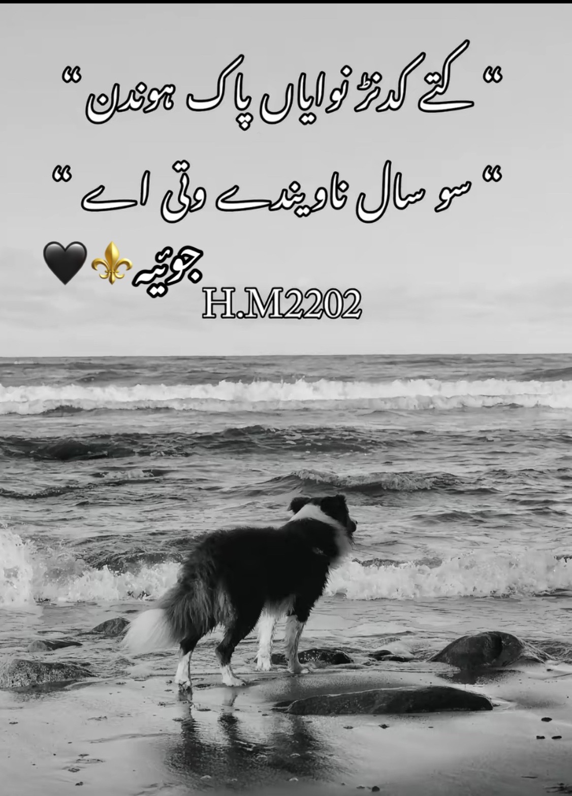 @ظہیر خاں جوئیہ 5