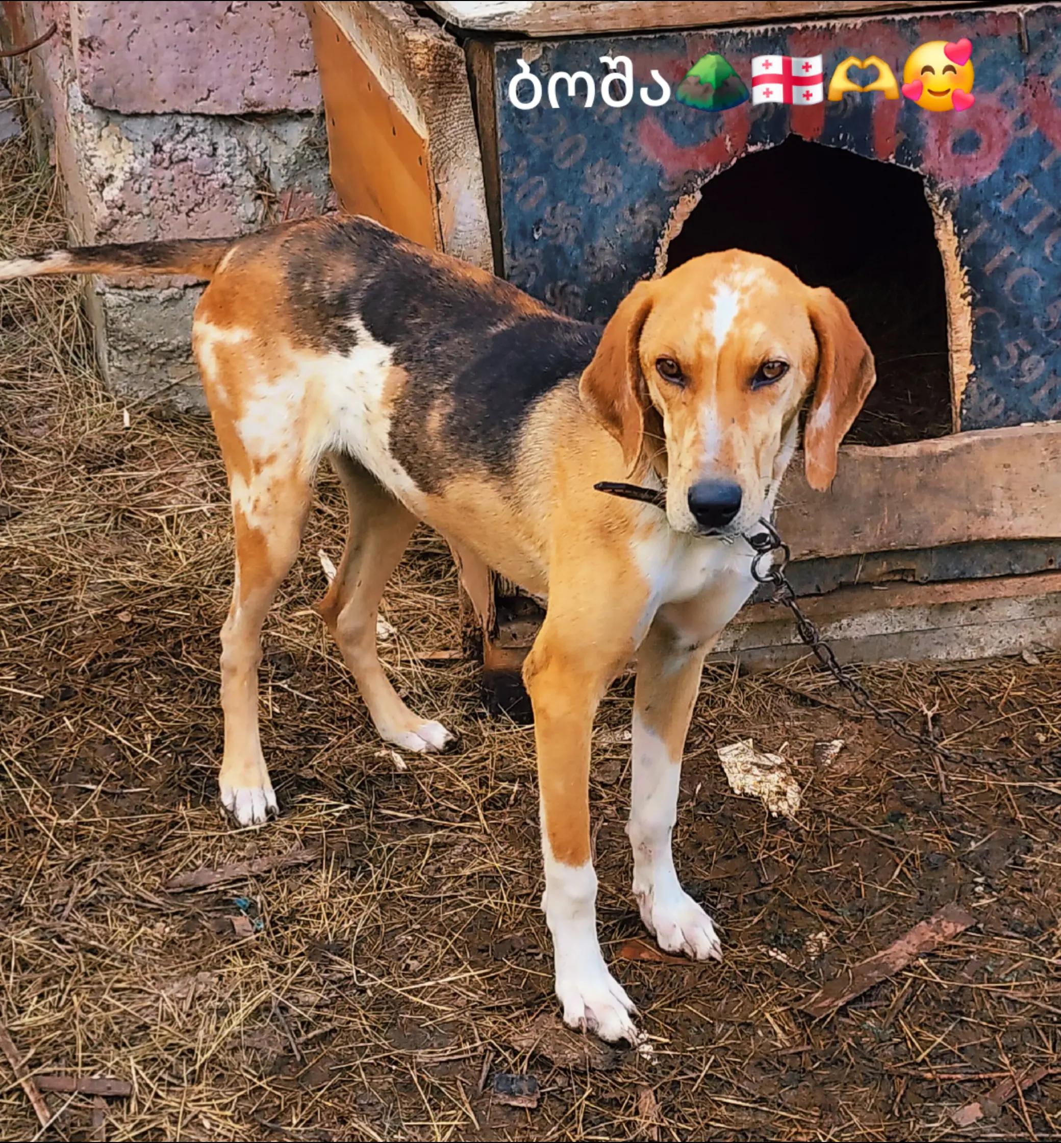 @მონადირე მთისშვილი❤️🏔️🇬🇪
