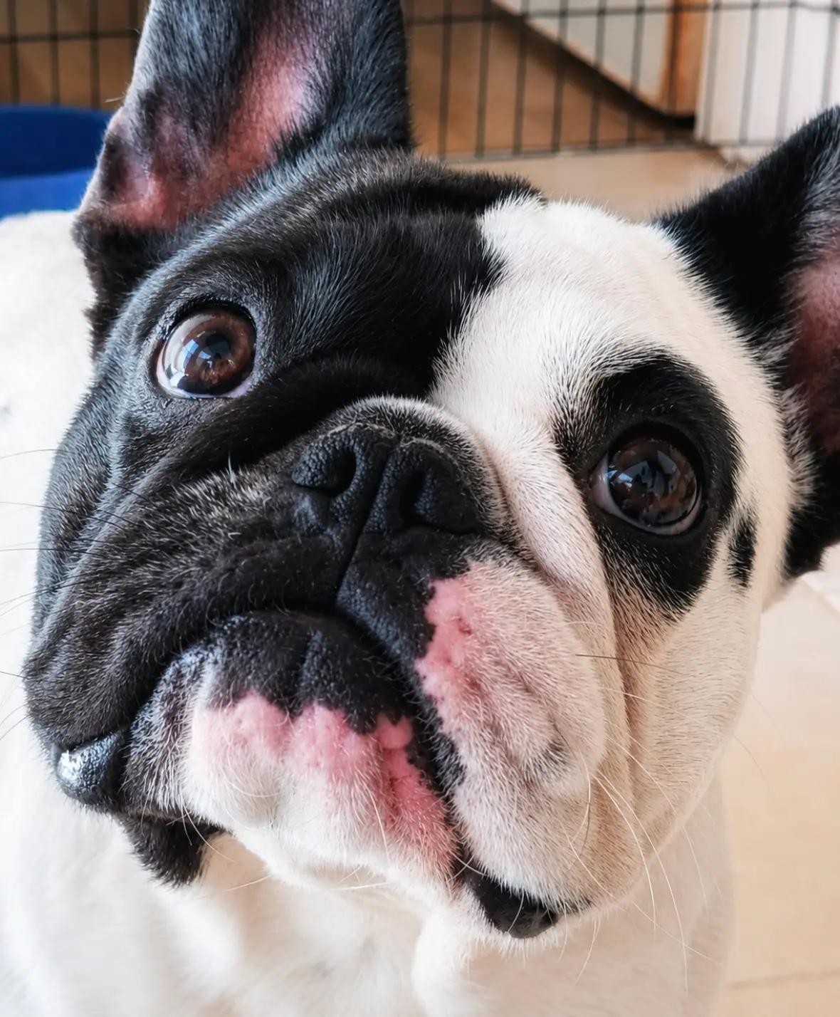 @Bosphorus Bulls French Bulldog