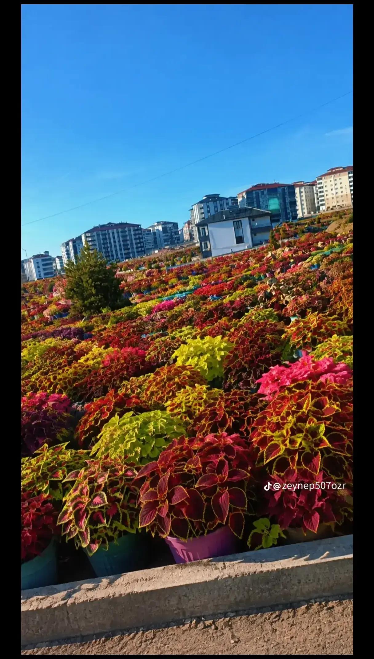 @Kır papatyası 🌼💮🌸🍀🌹