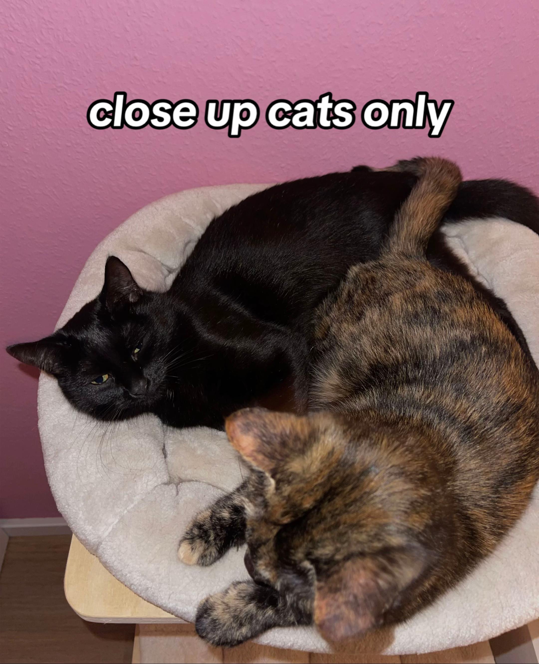 @Nala & Simba