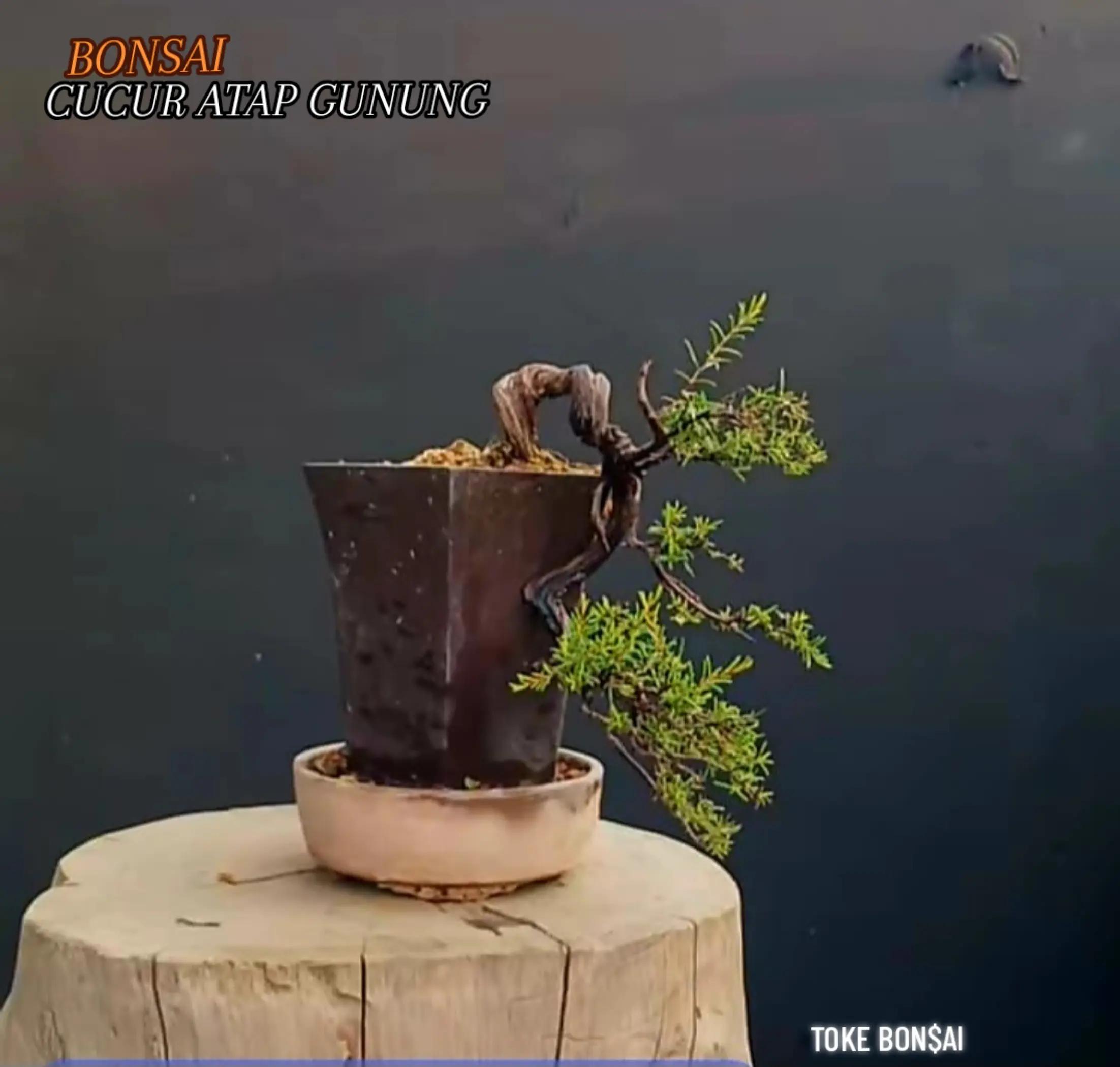 @Toke bonsai galeri