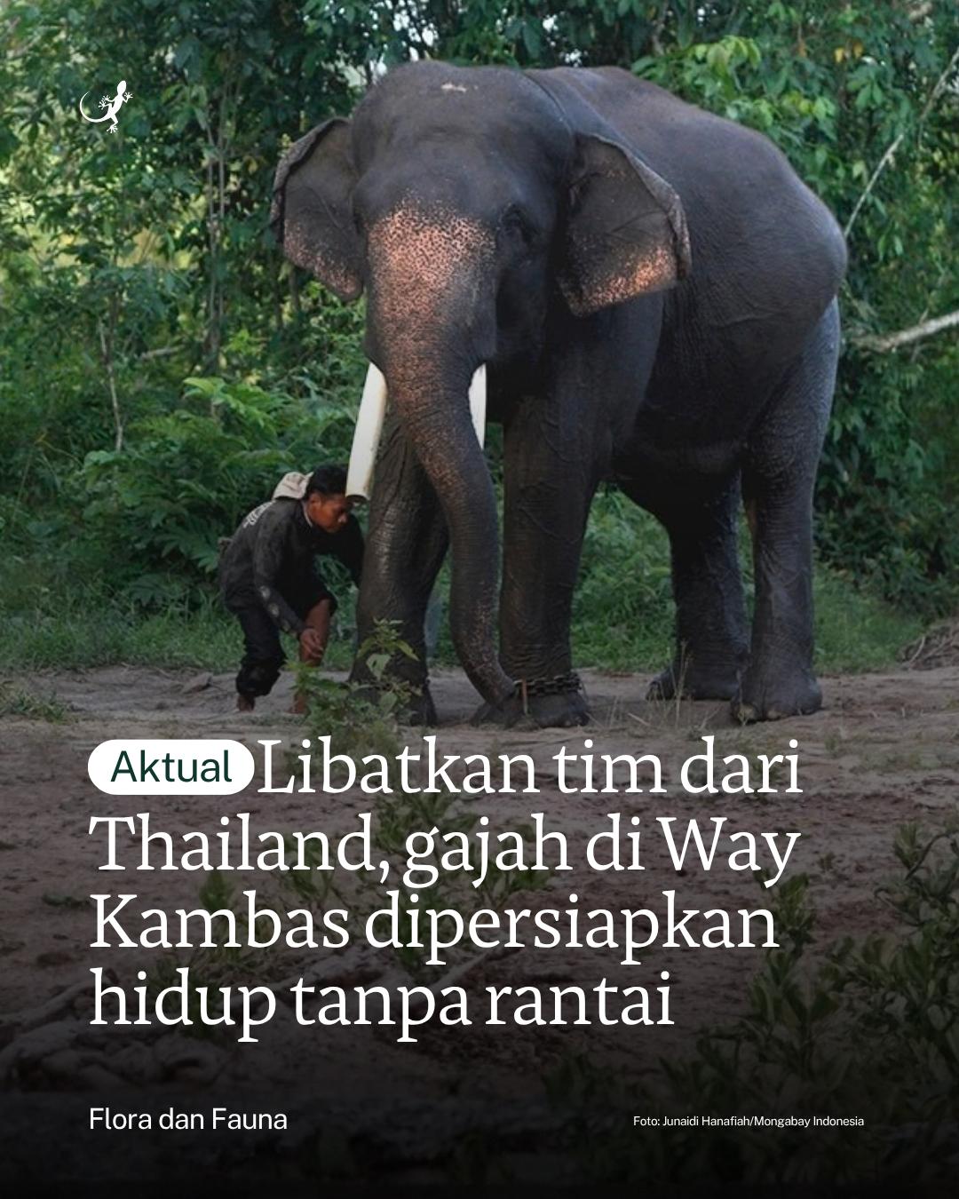 @mongabayindonesia