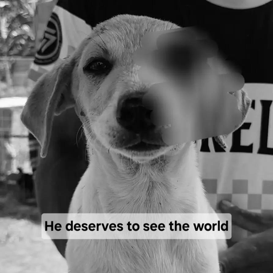 @AnimalKingdomFoundation